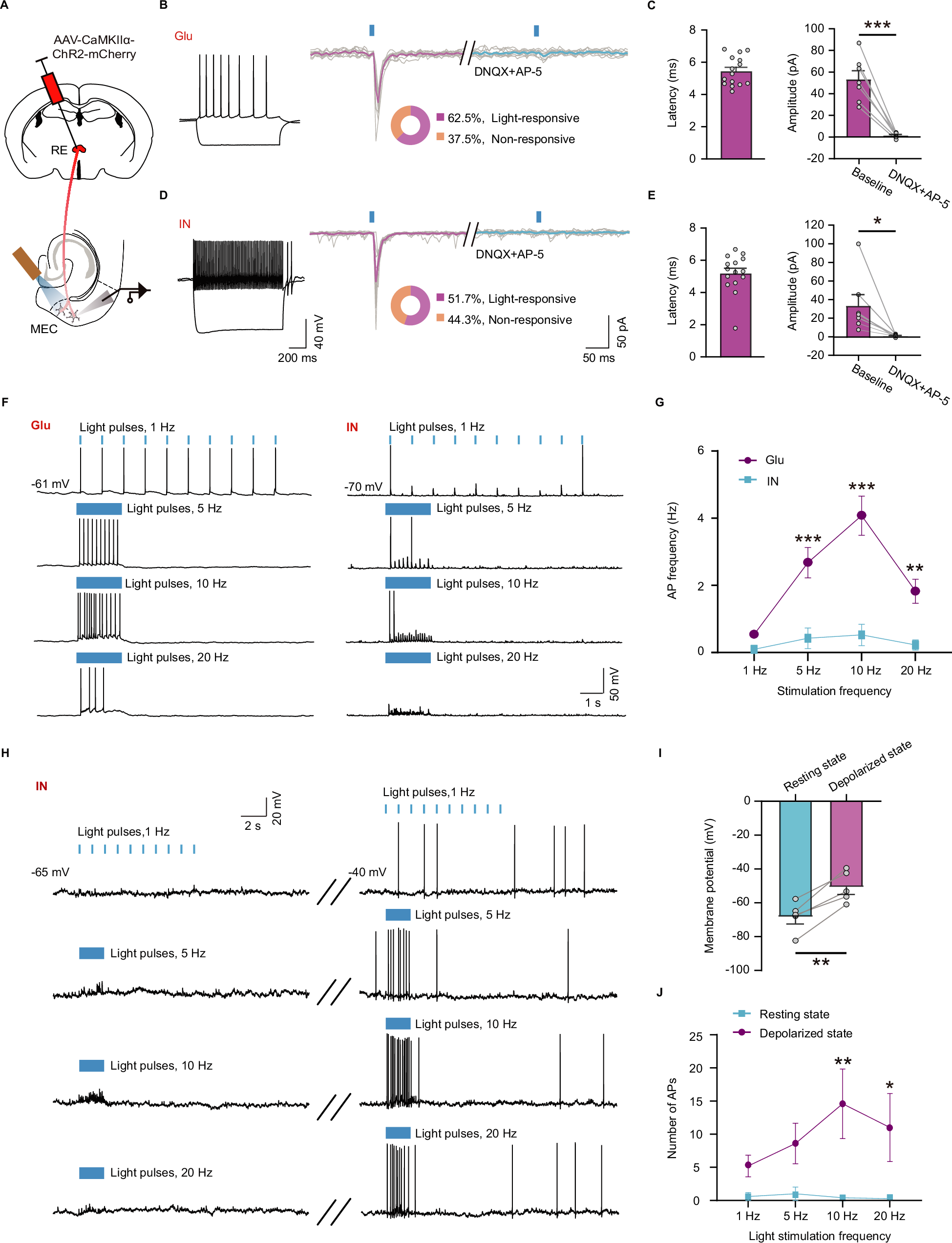 Fig. 3: MEC integrates monosynaptic excitatory inputs from RE neurons.