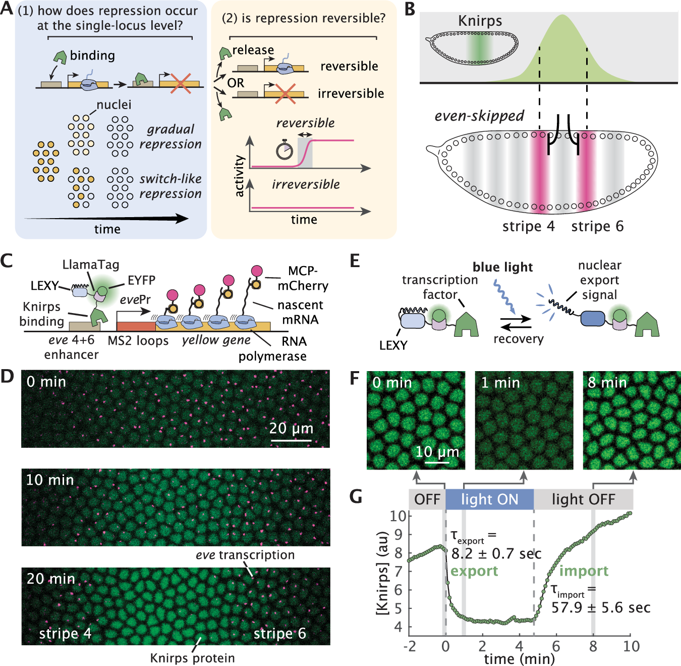 Fig. 1: Combining optogenetics and live imaging enables dissection of single-cell repression dynamics in a developing animal.