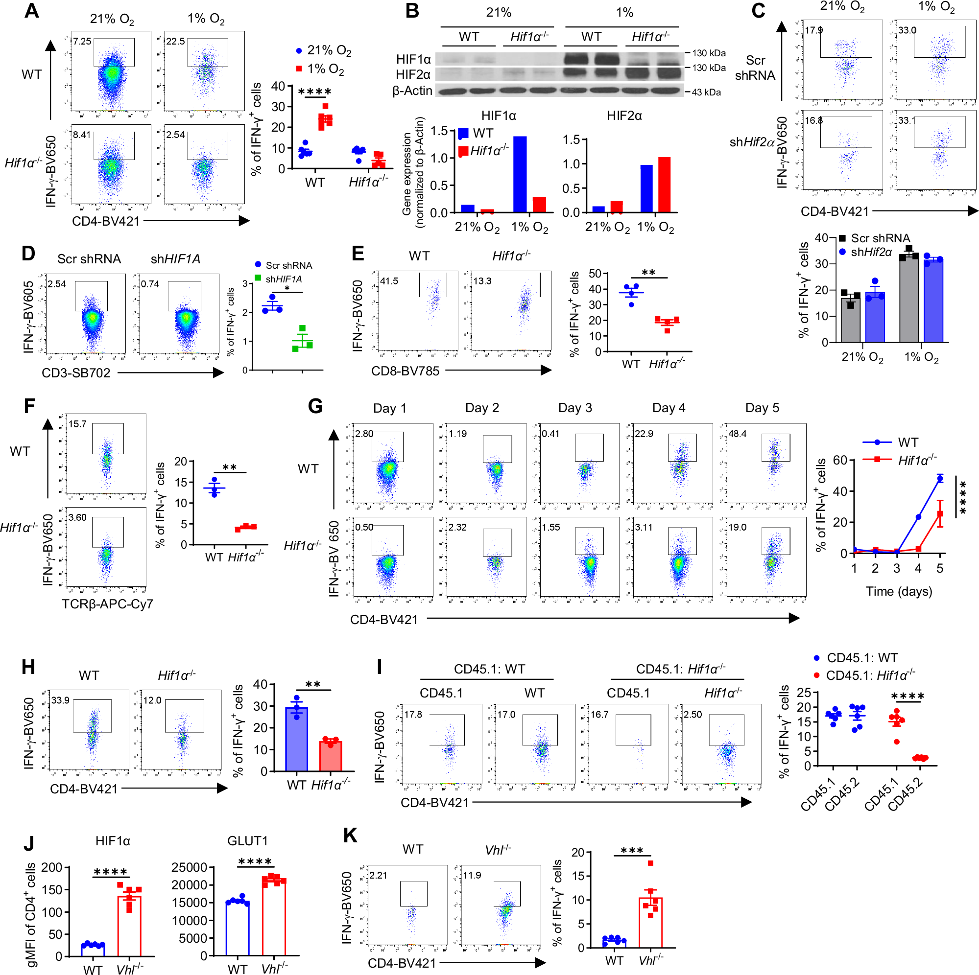 Fig. 1: HIF1α but not HIF2α controls IFN-γ induction in hypoxic T cells, in vitro.