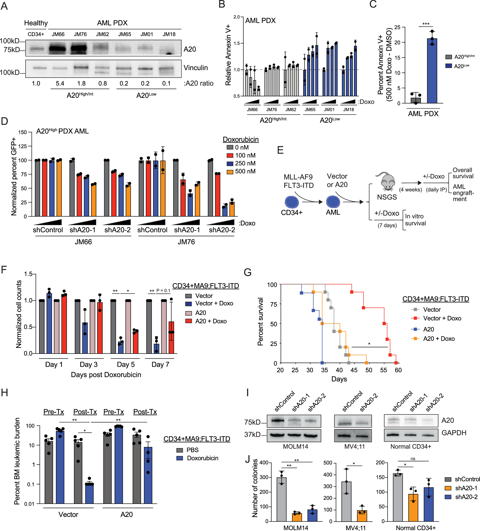 Fig. 2: A20 expression impacts sensitivity to doxorubicin in AML cells.