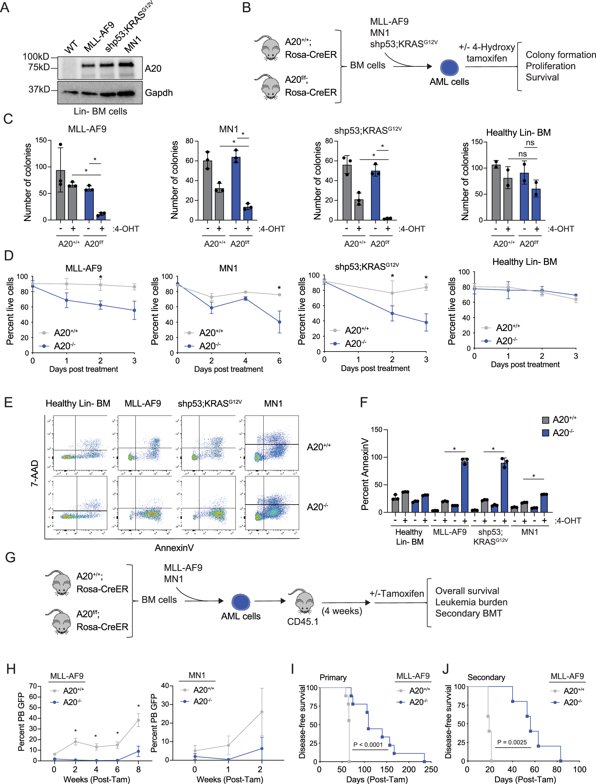 Fig. 3: A20 is required for AML cell survival and progenitor function.