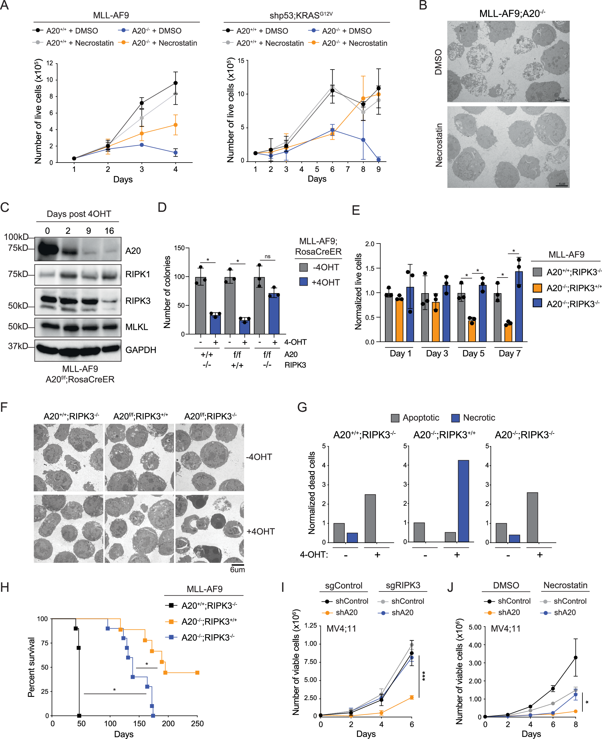 Fig. 5: Necroptosis inhibition restores A20-deleted leukemic cells.
