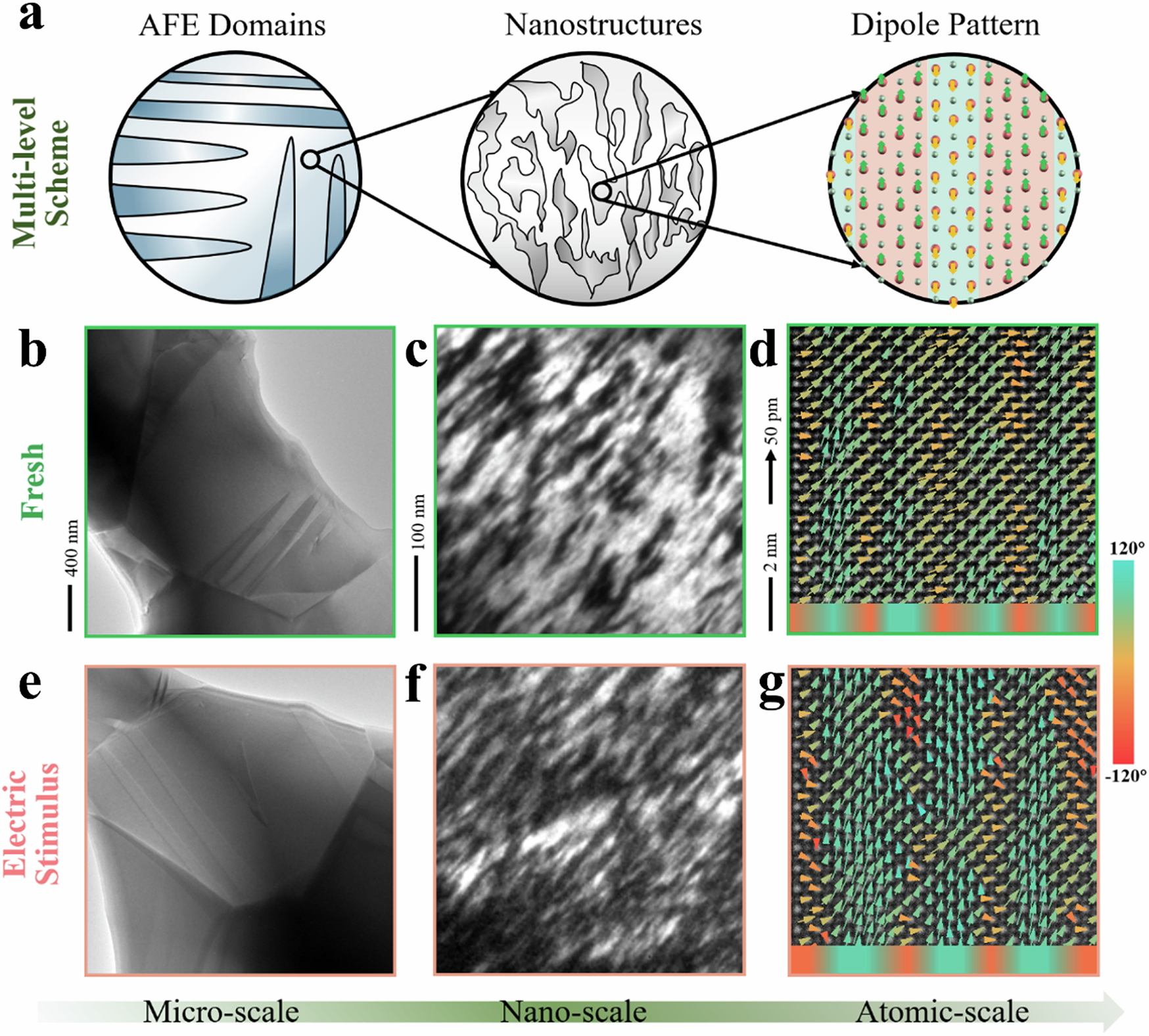 Fig. 2: Contrastive analysis of fresh and single electric-stimulated PLZST at different scales.