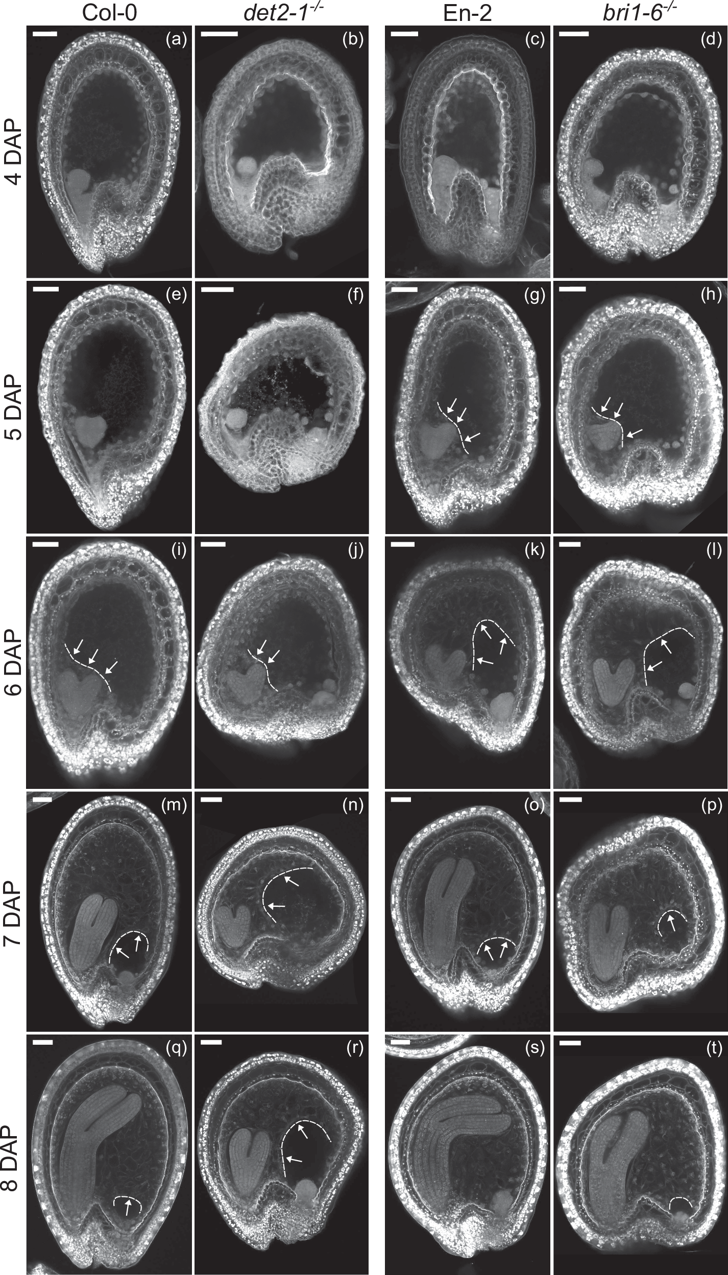 Fig. 2: Endosperm cellularization is not affected in BR mutants.