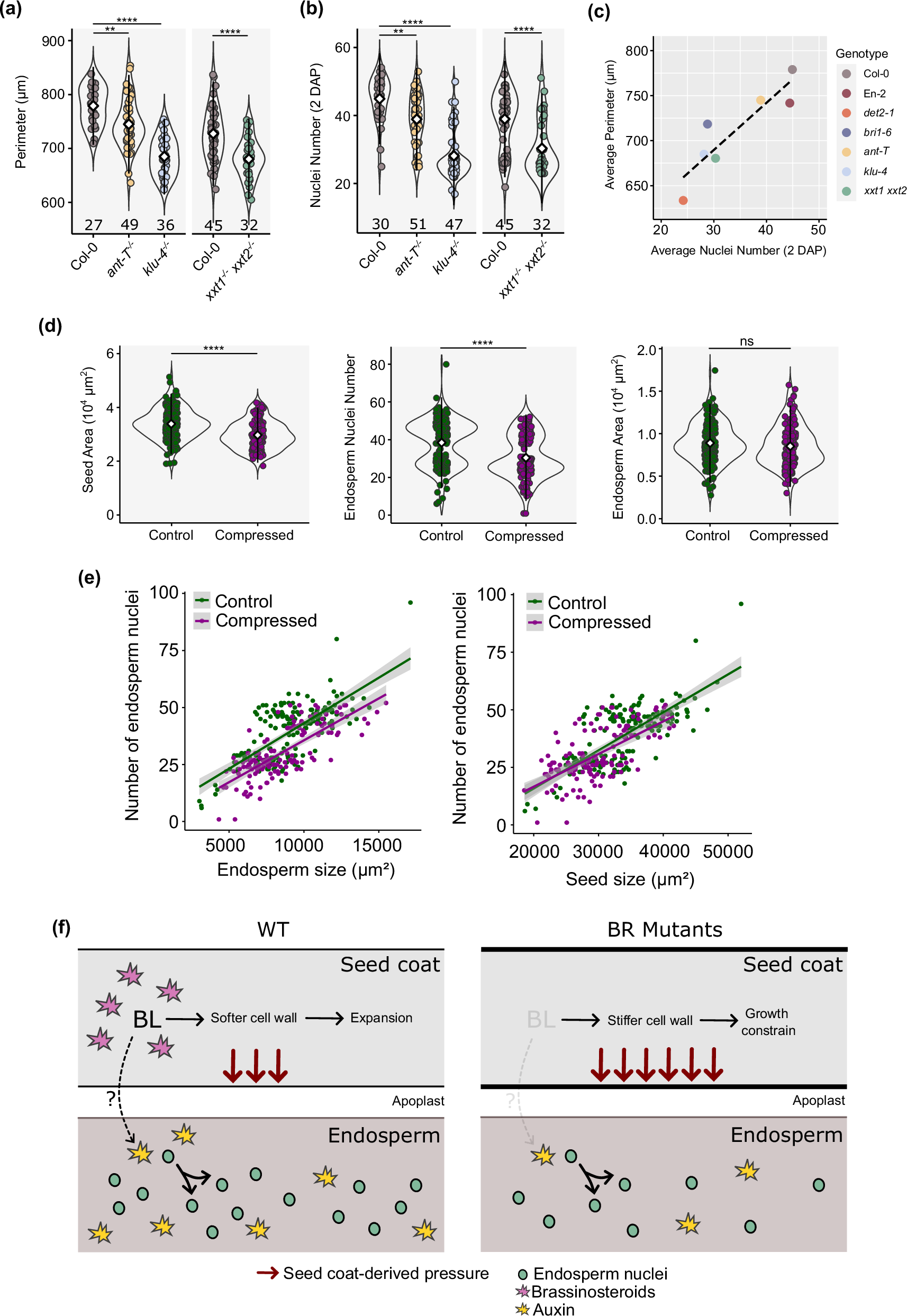Fig. 6: Restraining seed growth affects endosperm nuclei number.