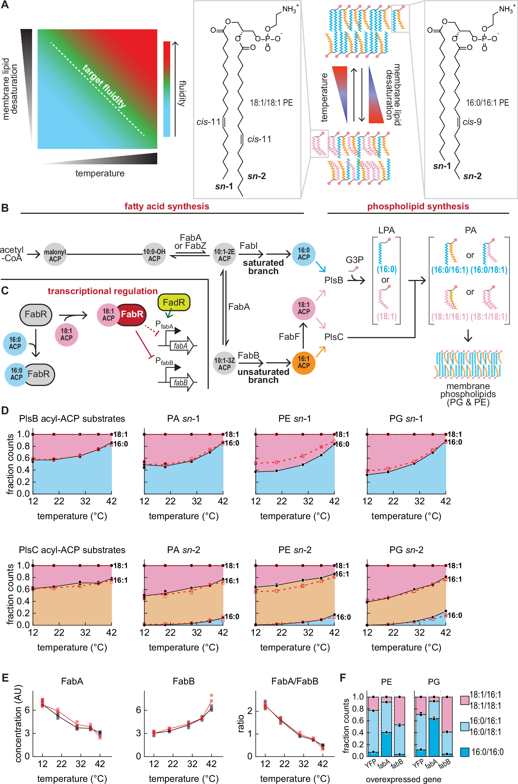 Fig. 1: Homeoviscous adaptation and membrane metabolism in E. coli.