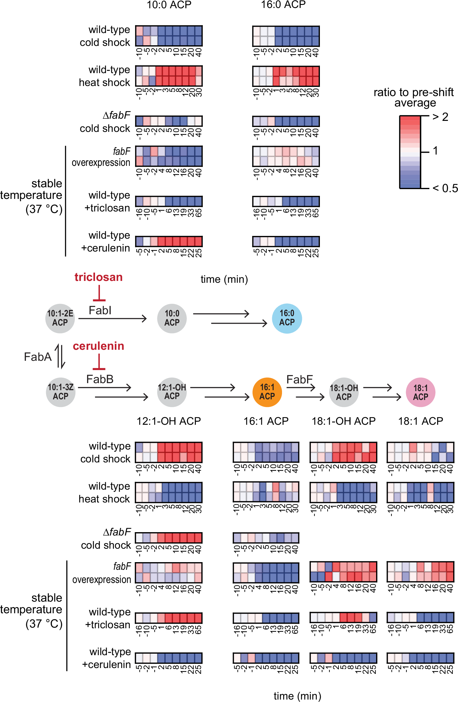 Fig. 3: Temperature control of fatty acid synthesis.