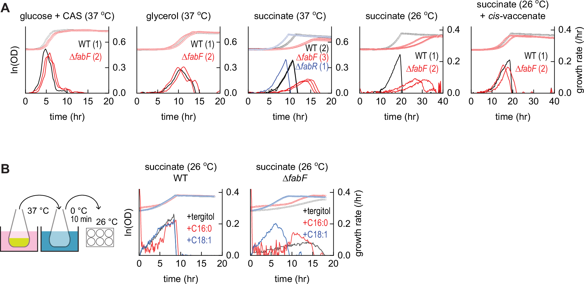 Fig. 5: Increased synthesis of 18:1 phospholipids accelerates growth recovery from cold shock in respiration-dependent conditions.