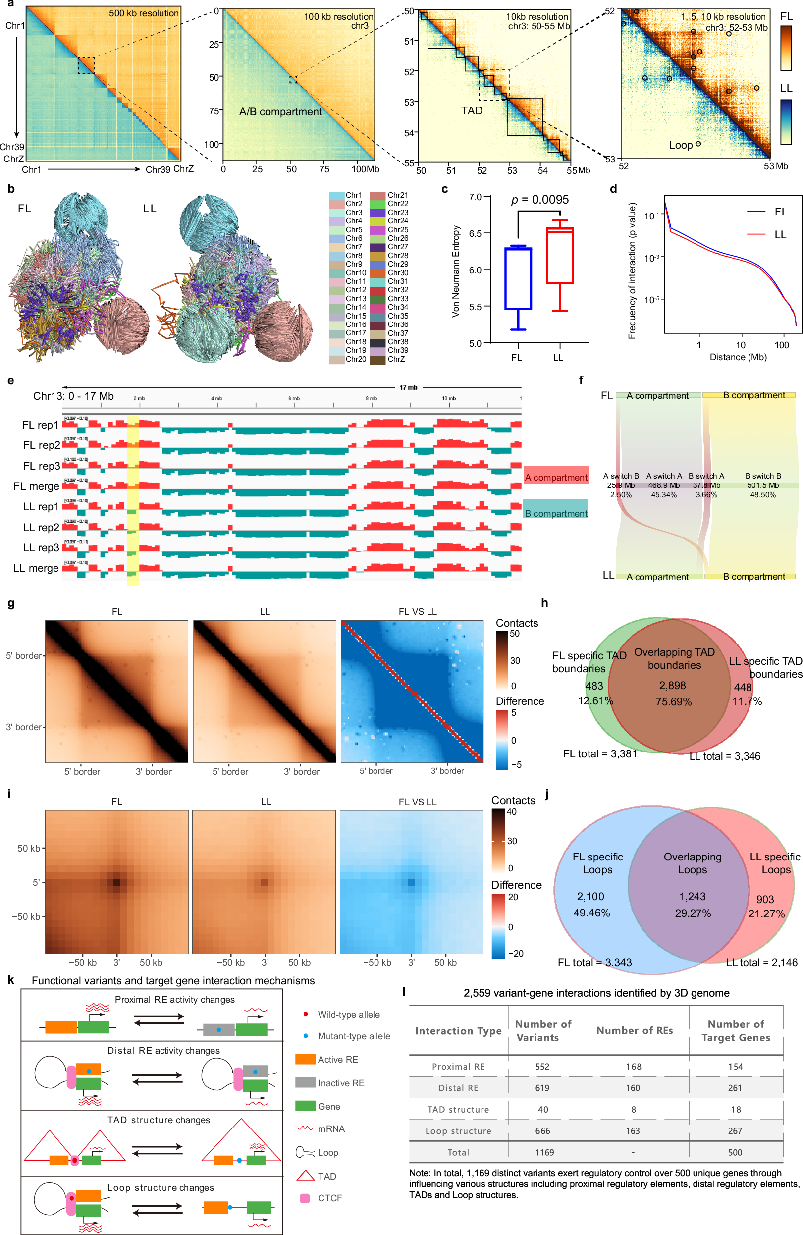 Fig. 3: 3D genome mapping of variant–gene interactions in fat and lean broiler chicken lines.