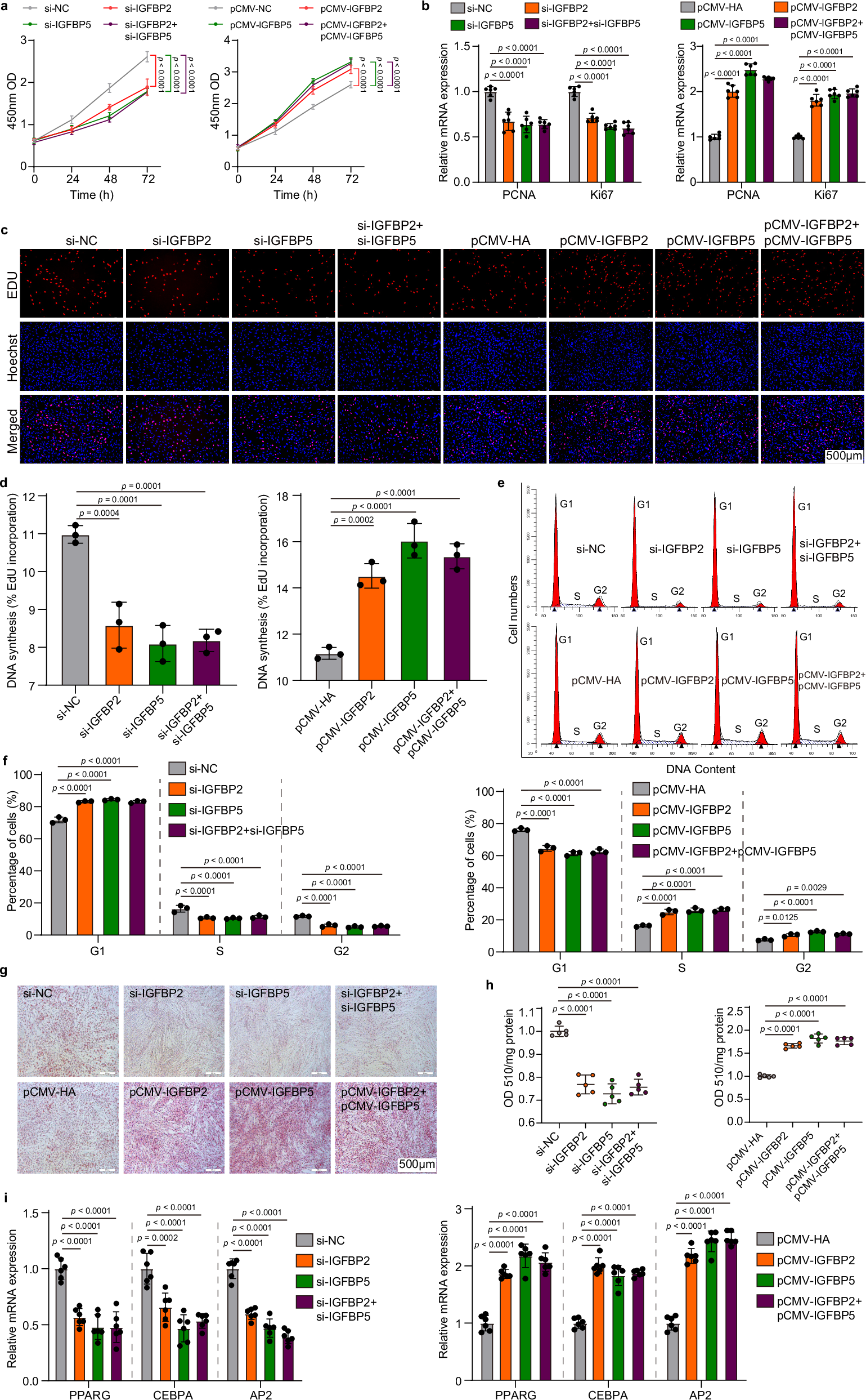 Fig. 8: Effects of silencing and overexpression of IGFBP2 and IGFBP5 on fat deposition: preadipocyte proliferation and differentiation.