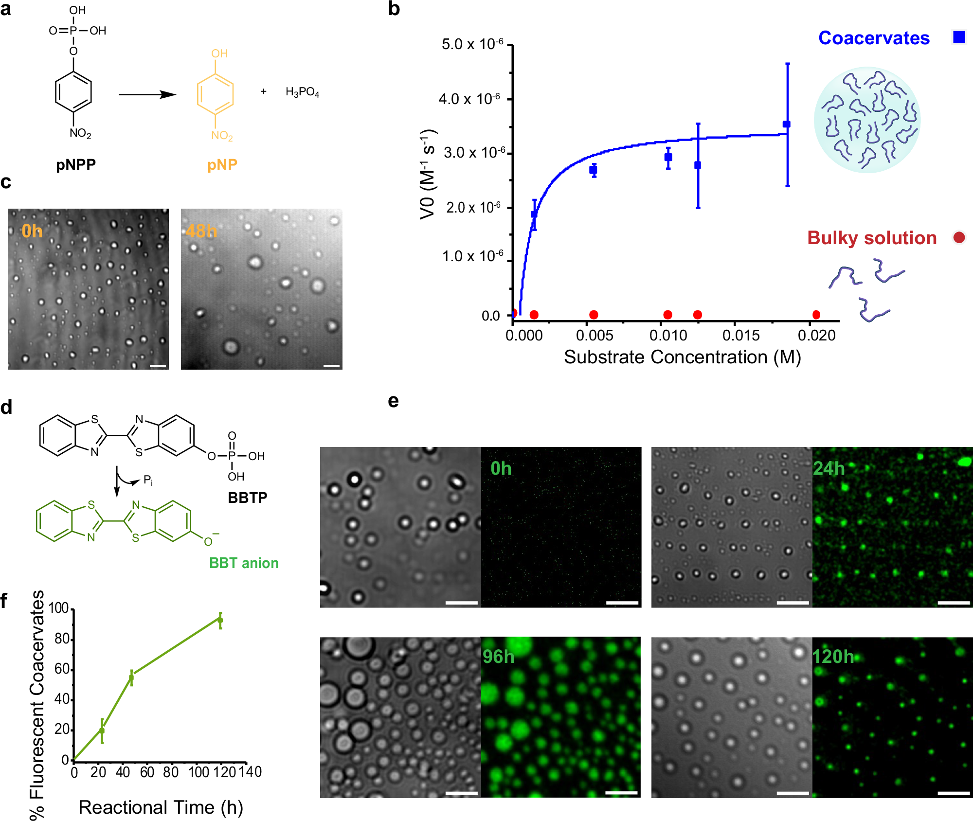 Fig. 5: Enhanced catalytic efficiency and stability of P7 coacervates over time.