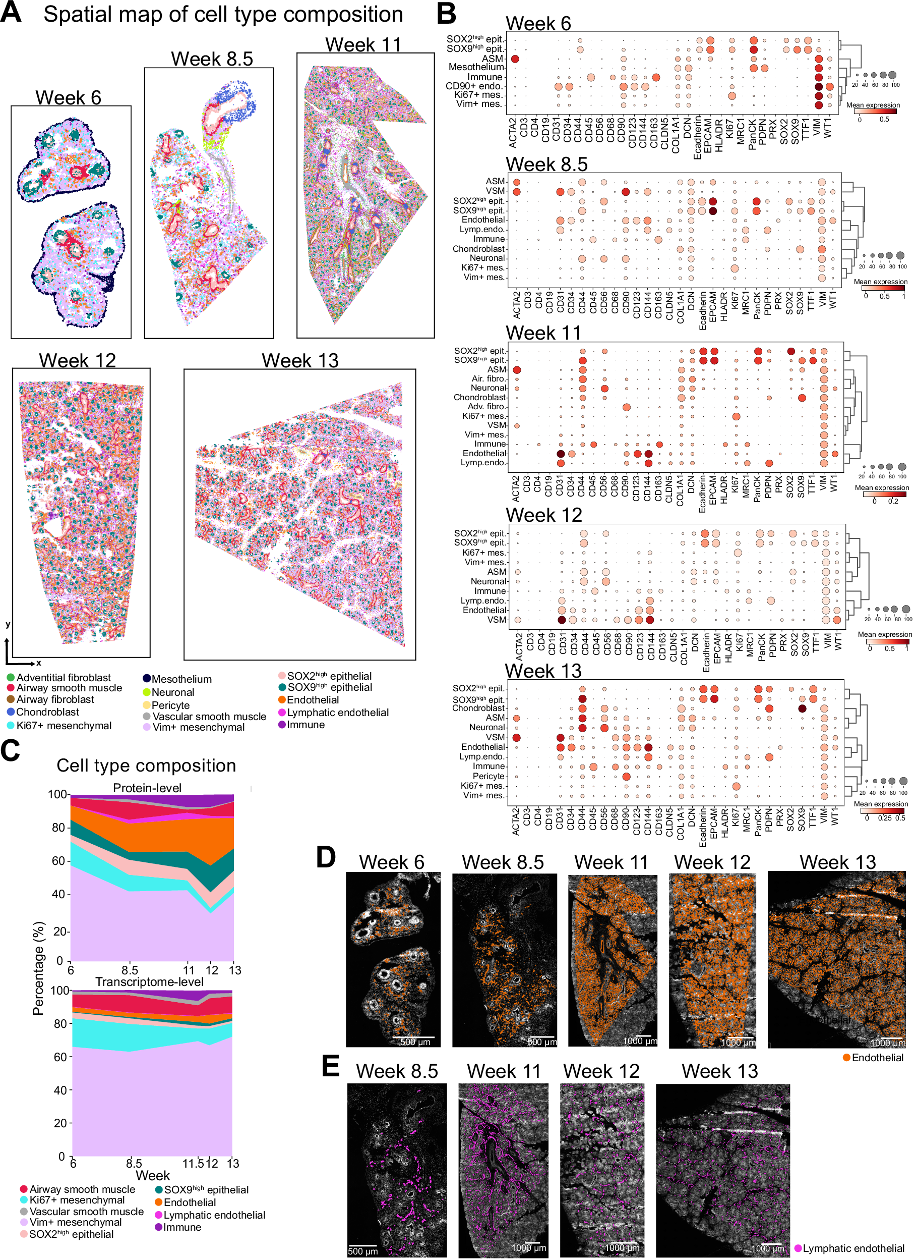 Fig. 2: Characterization of main cell types in developing human lung tissue.