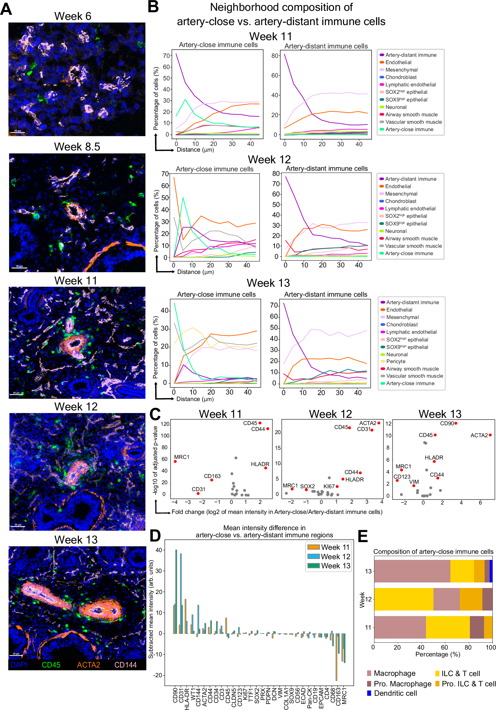 Fig. 7: Immune cells encircling vasculature during later developmental weeks.