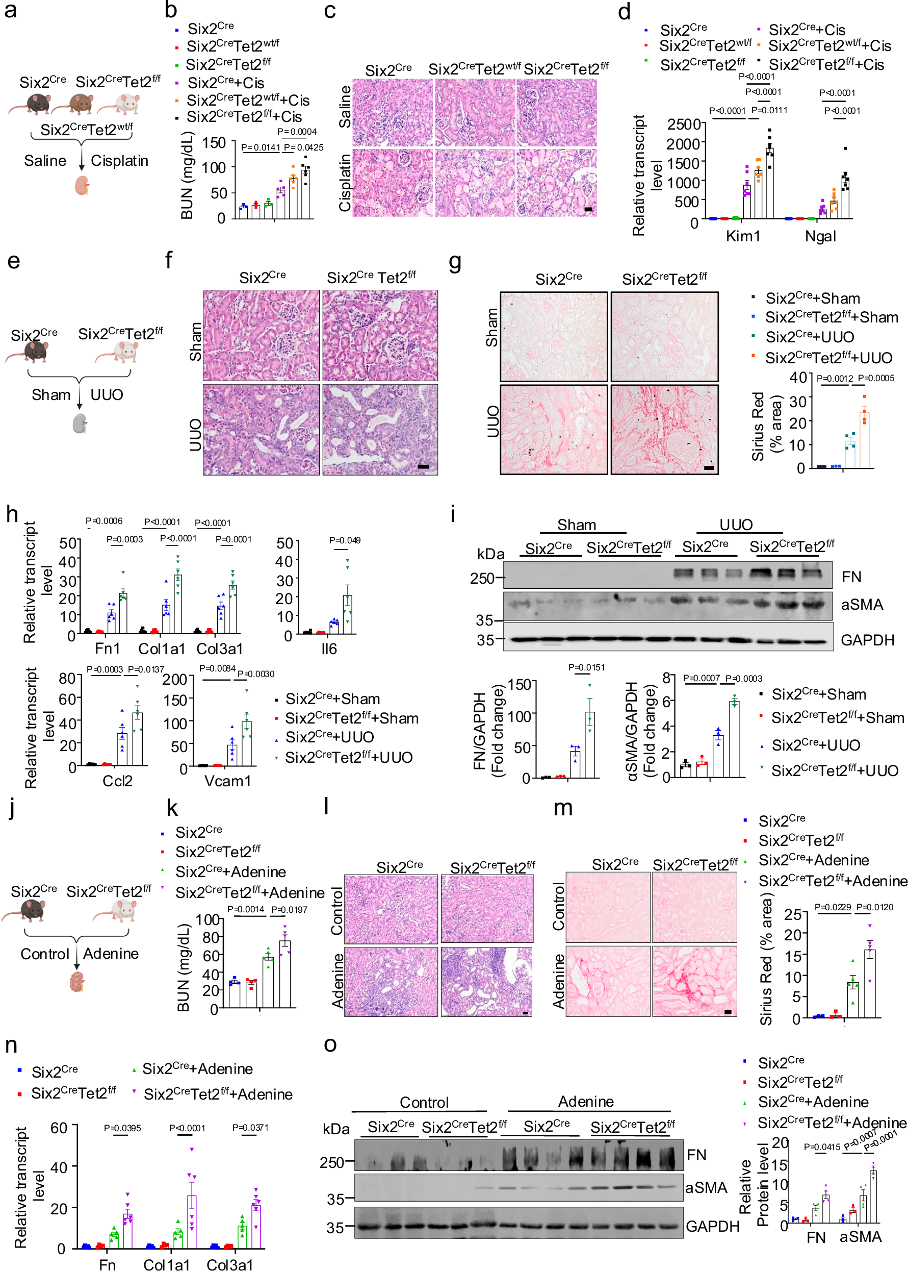 Fig. 2: Tubule-specific Tet2 loss exacerbated renal injury and fibrosis.