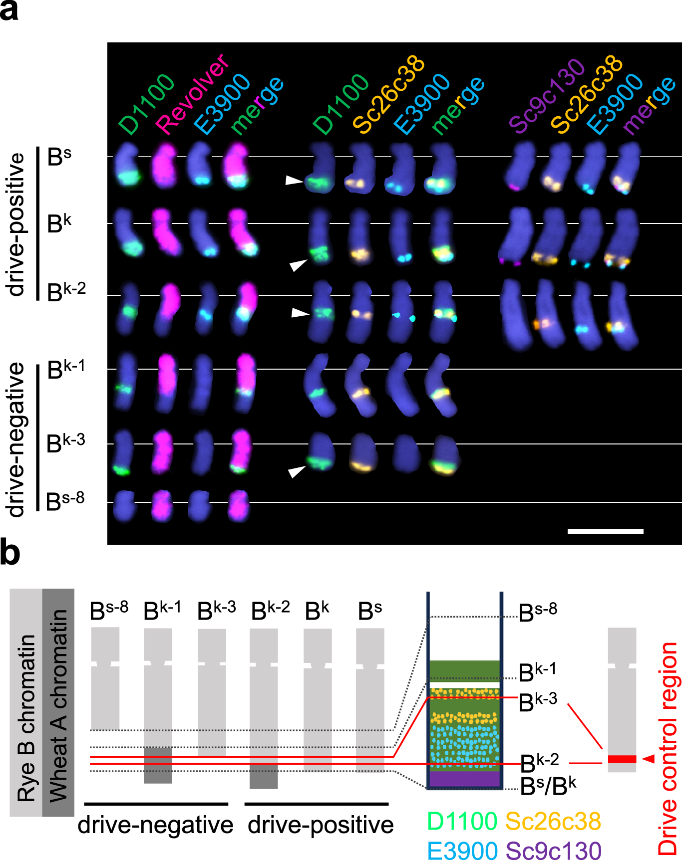 Fig. 2: The subtelomeric region of the long arm of the rye B chromosome controls the drive.