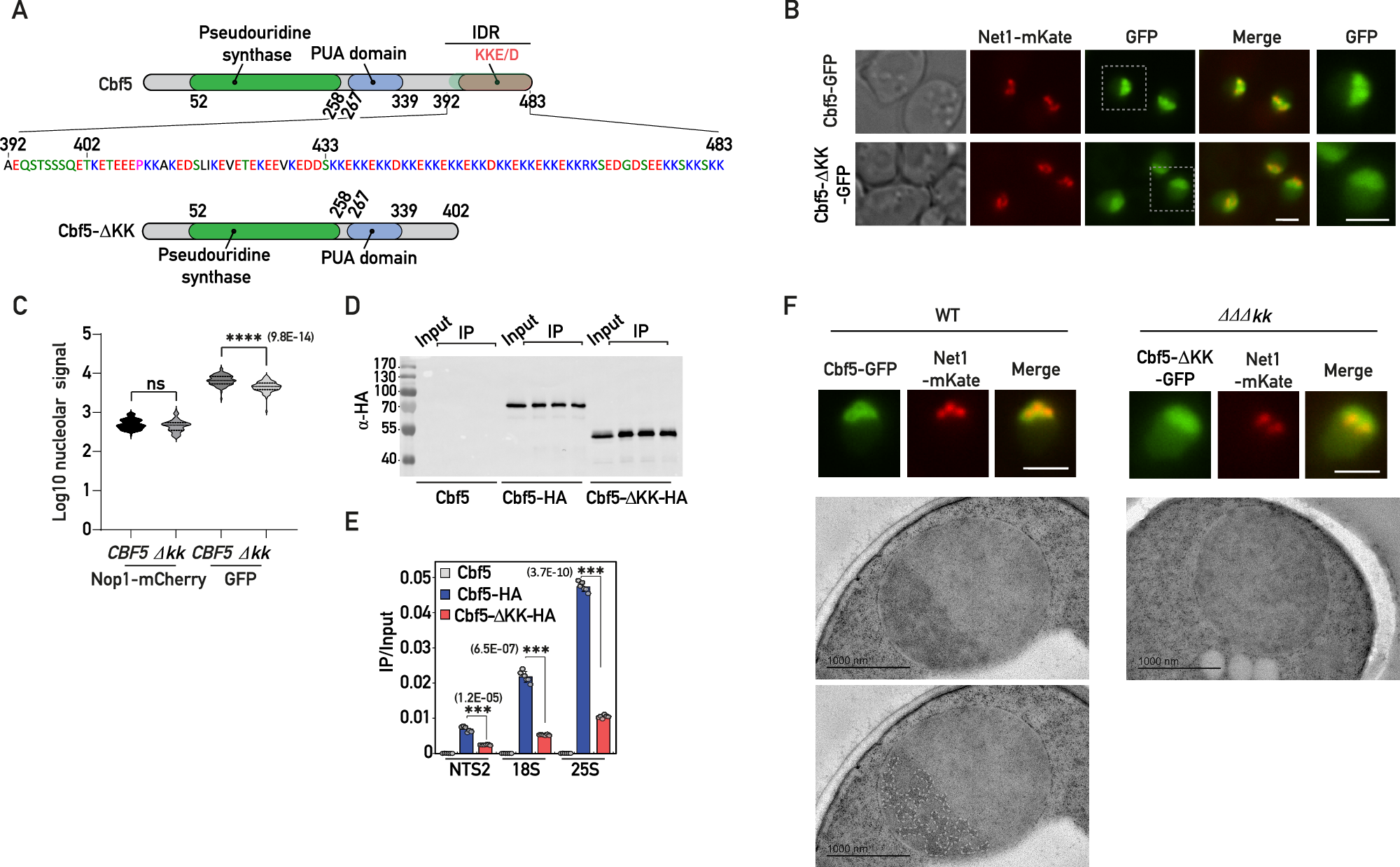 Fig. 3: The KKE/D domain is essential for recruitment to the vicinity of rDNA genes.