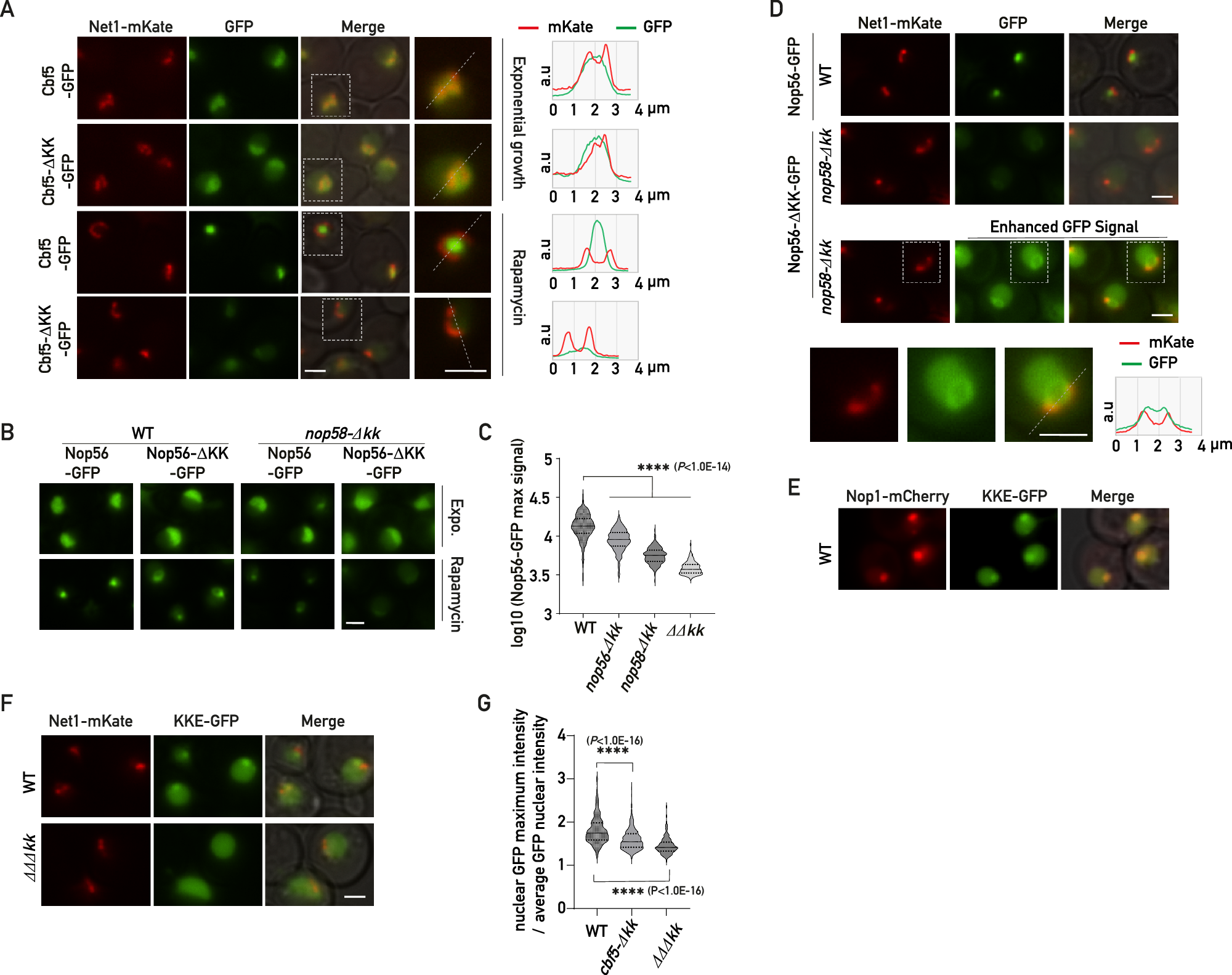 Fig. 6: KKE/D domains are essential for nucleolar compaction and sequestration of associated factors in a specific subnucleolar area following TORC1 inactivation.