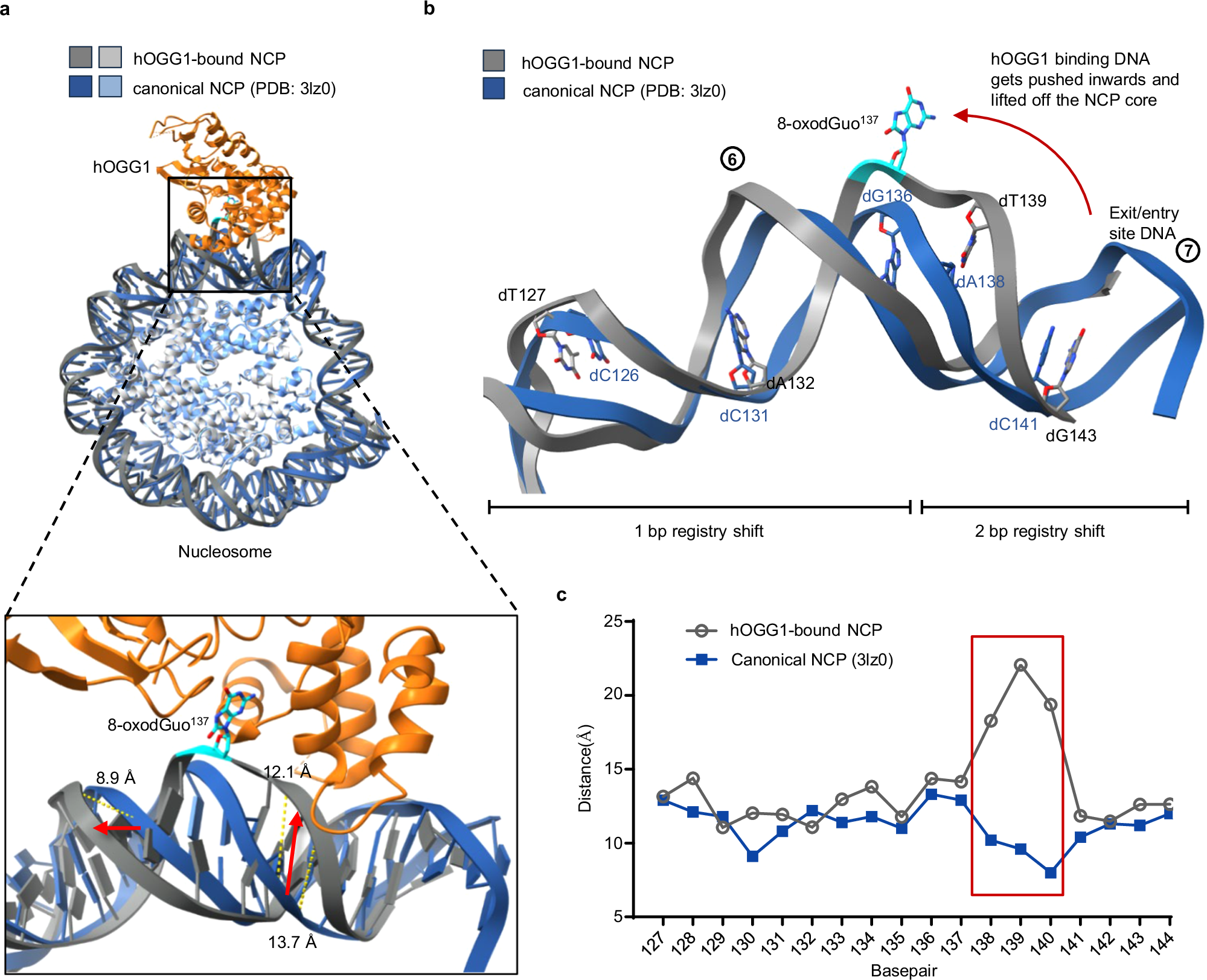 Fig. 3: Distortion of the DNA structure upon hOGG1K249Q binding to the NCP-8-oxodGuo-137.