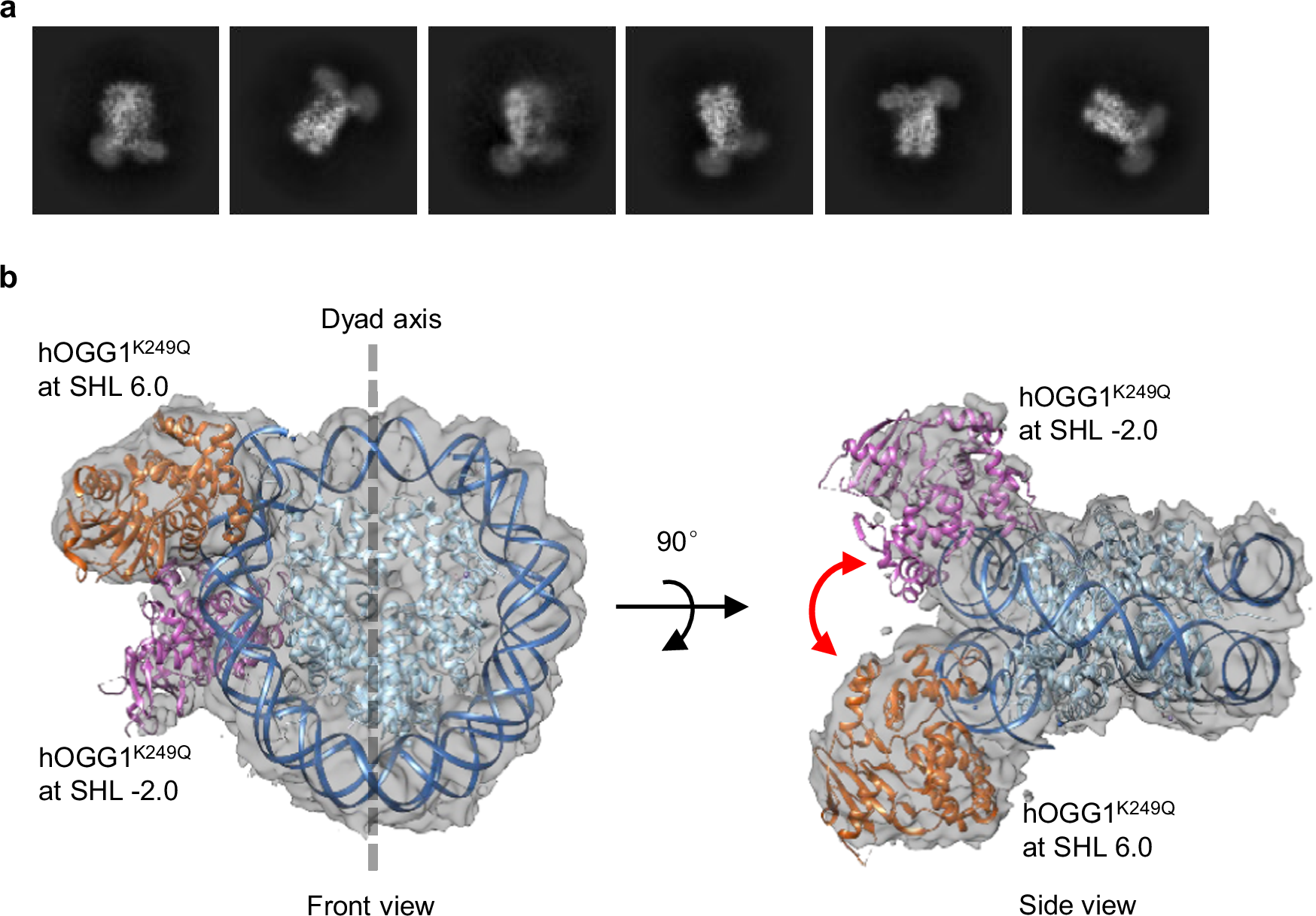 Fig. 5: Two hOGG1 molecules binding to a single NCP-8-oxodGuo-137.