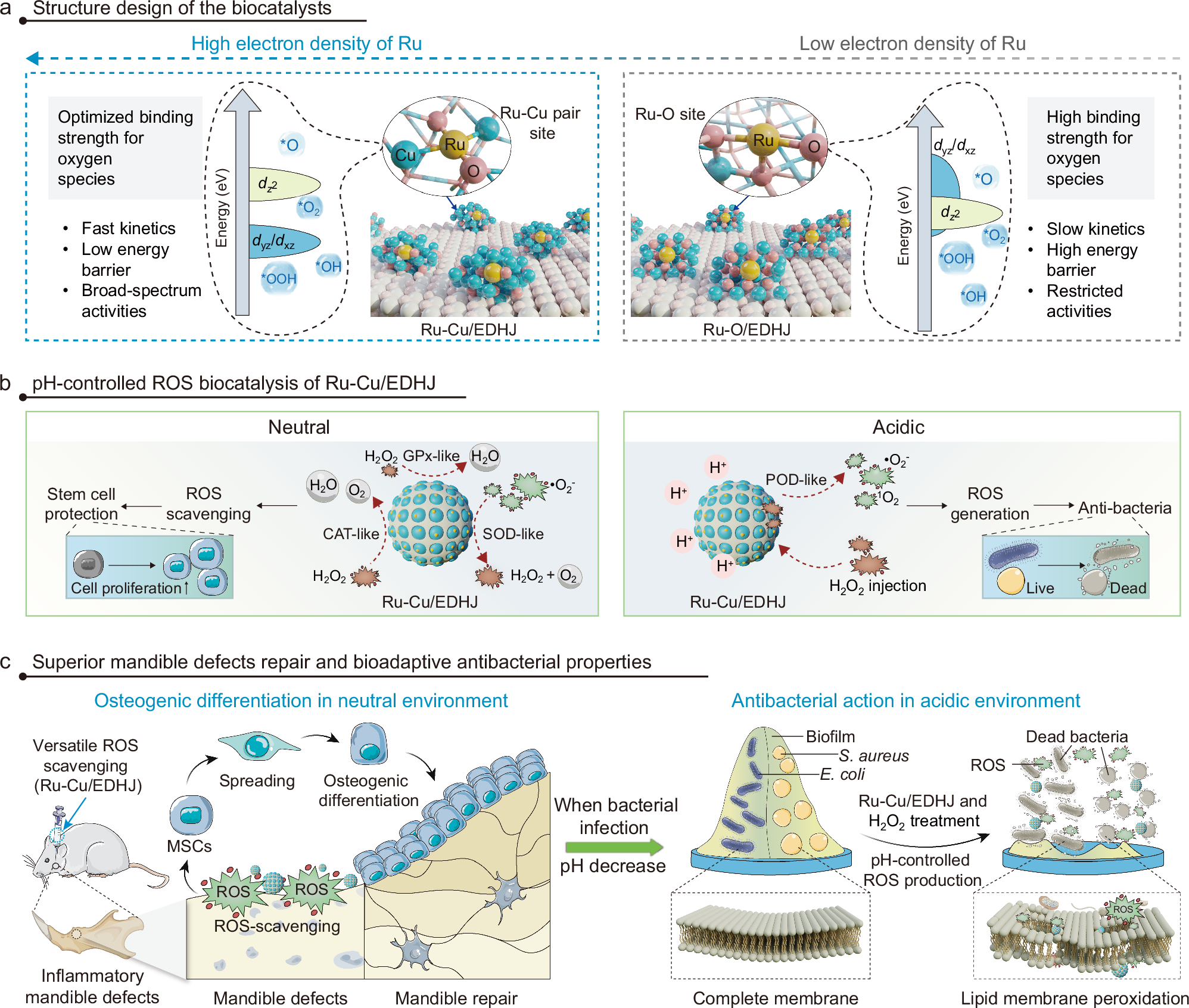 Electron-donable heterojunctions with synergetic Ru-Cu pair sites for biocatalytic microenvironment modulations in inflammatory mandible defects | Nature Communications electron-donable-heterojunctions-with-synergetic-ru-cu-pair-sites-for-biocatalytic-microenvironment-modulations-in-inflammatory-mandible-defects-nature-communications