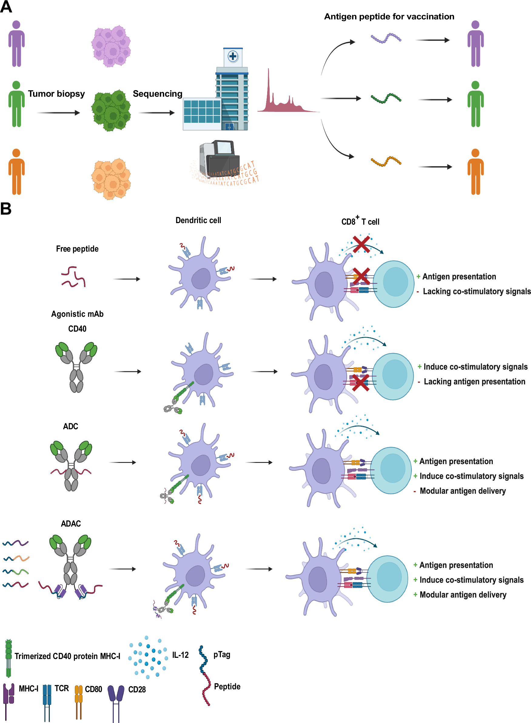 新しい免疫療法は、より迅速で安価な個別化治療を示唆する(New immunotherapy suggests quicker, more affordable individualized treatment)