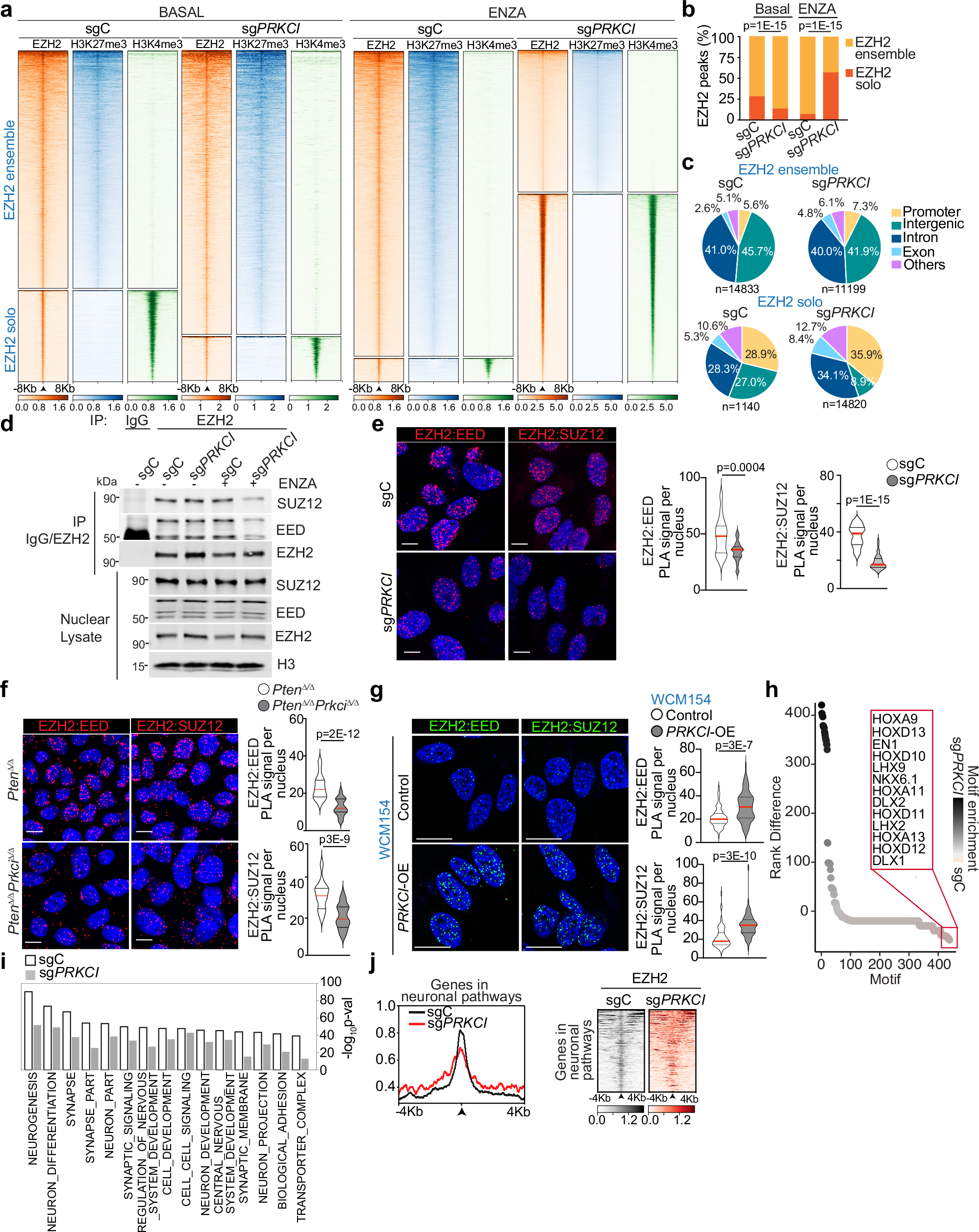 Fig. 5: PKCλ/ι loss promotes NEPC features by reducing the canonical EZH2 function.
