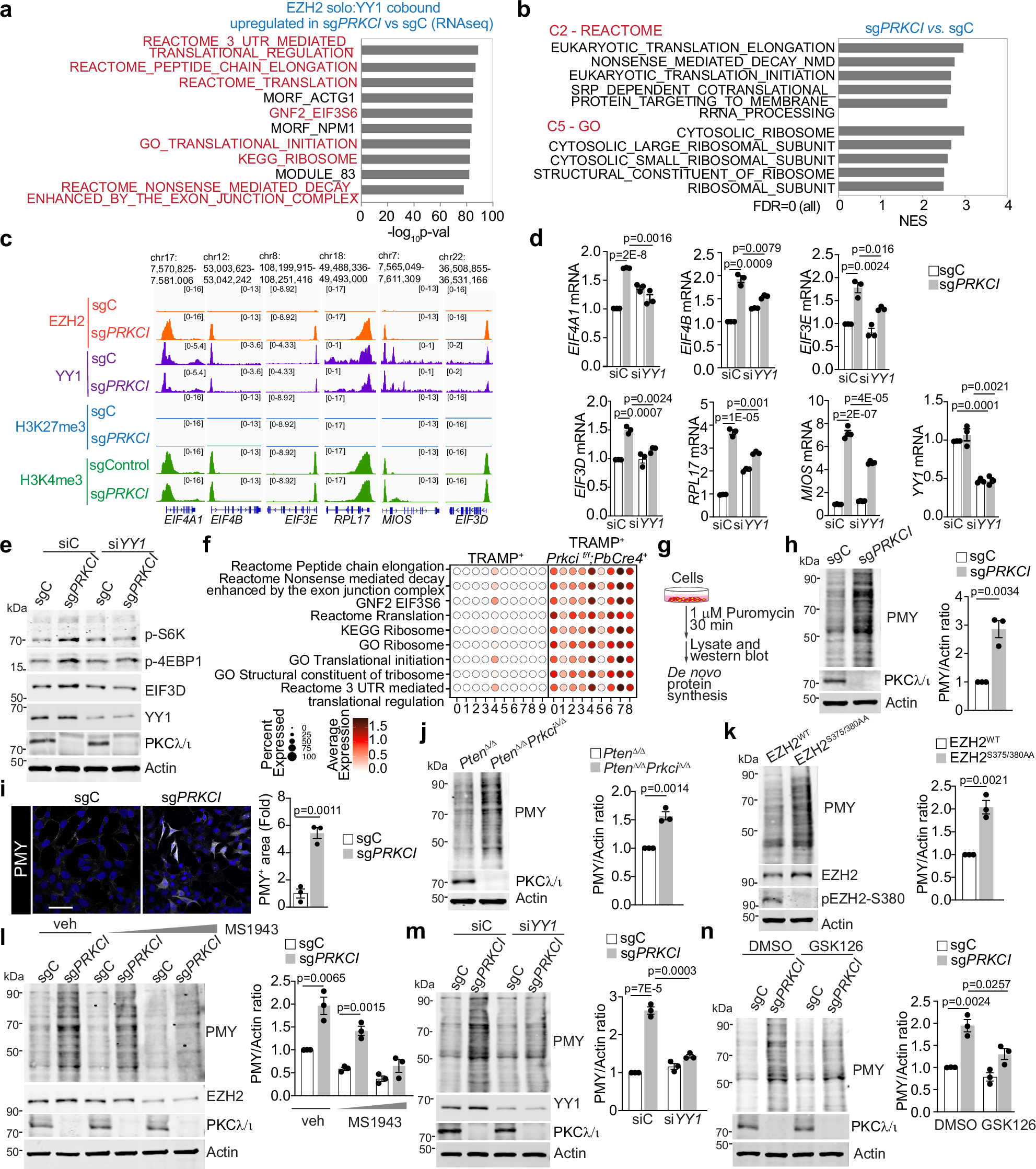 Fig. 7: PKCλ/ι loss enhances protein translation through the non-canonical EZH2:YY1 complex.