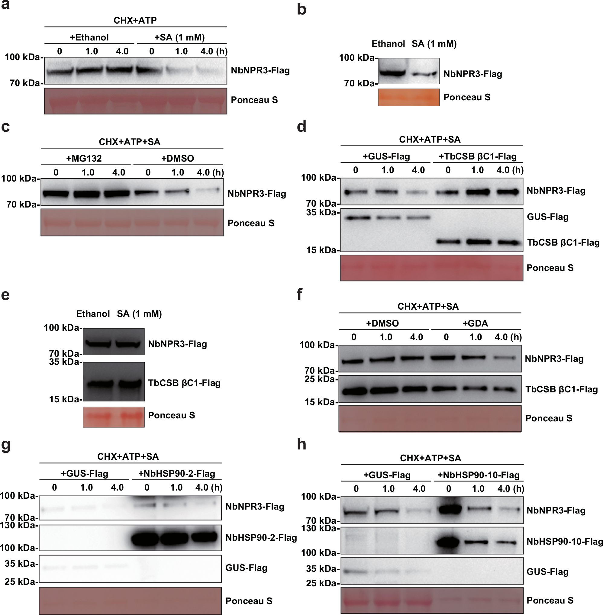 Fig. 6: SA-induced NbNPR3 degradation is interrupted by TbCSB βC1 in a NbHSP90s- dependent manner.