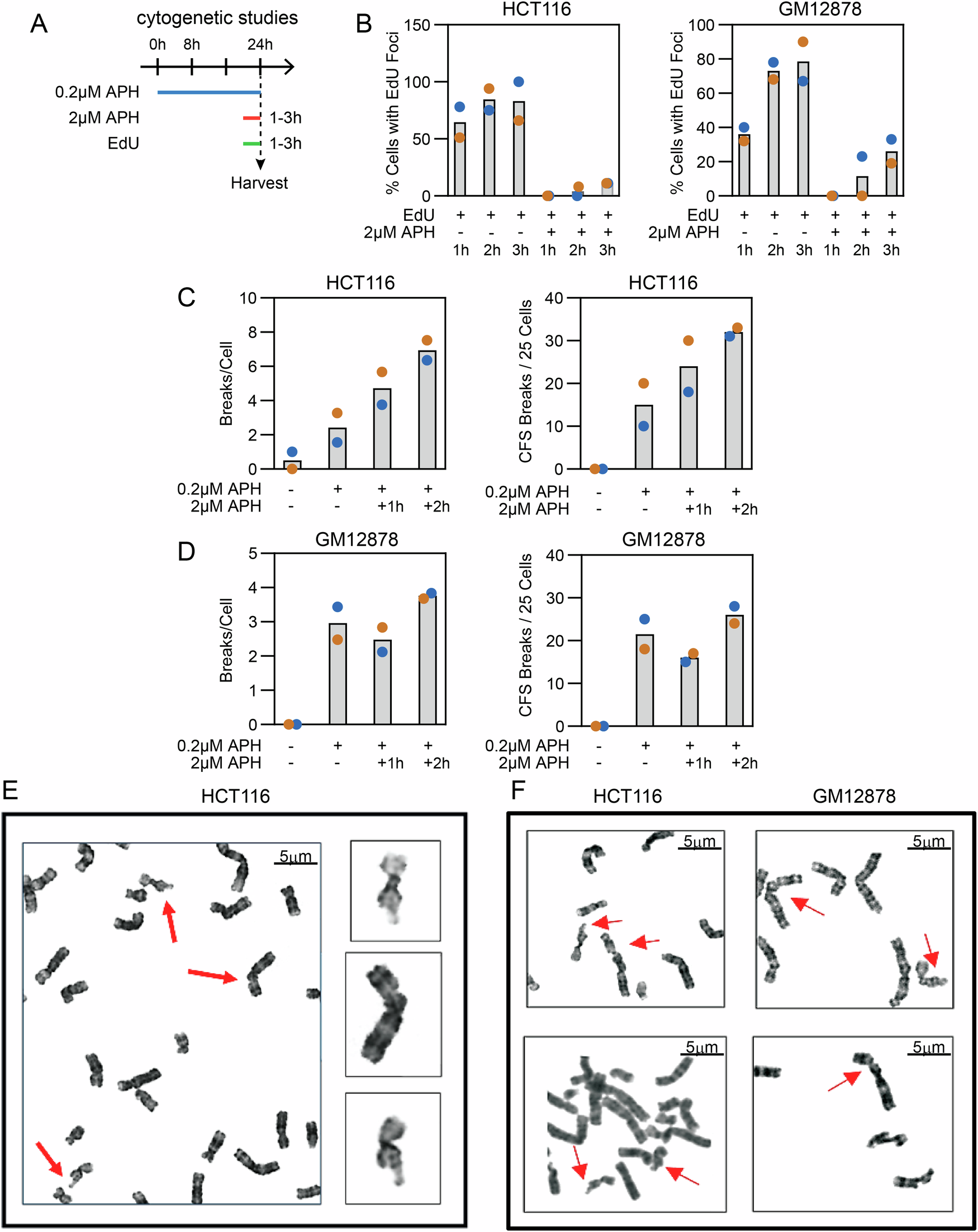 Fig. 3: APH-induced chromosome gaps and breaks and CFS expression do not depend on MiDAS.