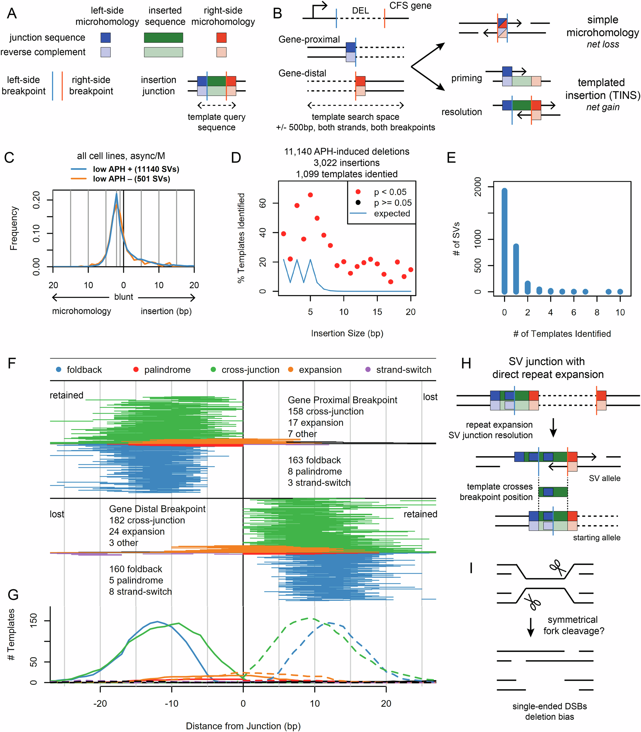 Fig. 4: Junction analysis of >11 K de novo deletions implicates TMEJ repair of DSBs created by replication fork cleavage.