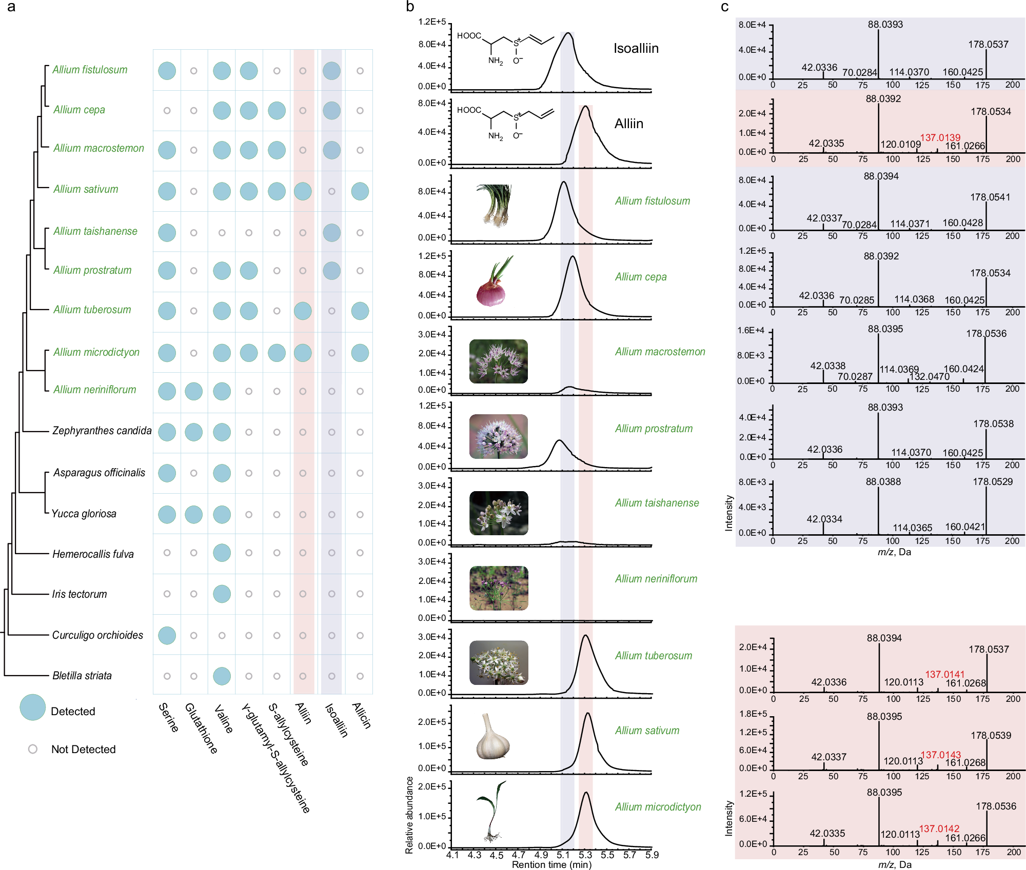 Fig. 3: Identification of S-Alk(en)ylcysteine sulfoxides (CSOs) using UPLC-QTOF-MS.