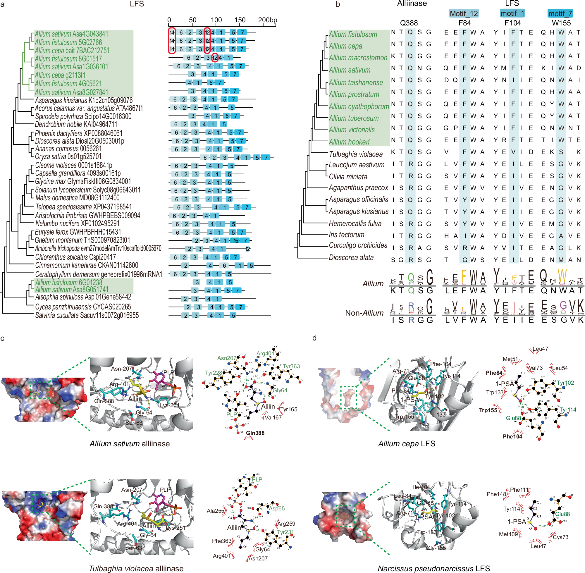 Fig. 5: Motifs and amino acid mutations of proteins related to the CSOs biosynthesis.