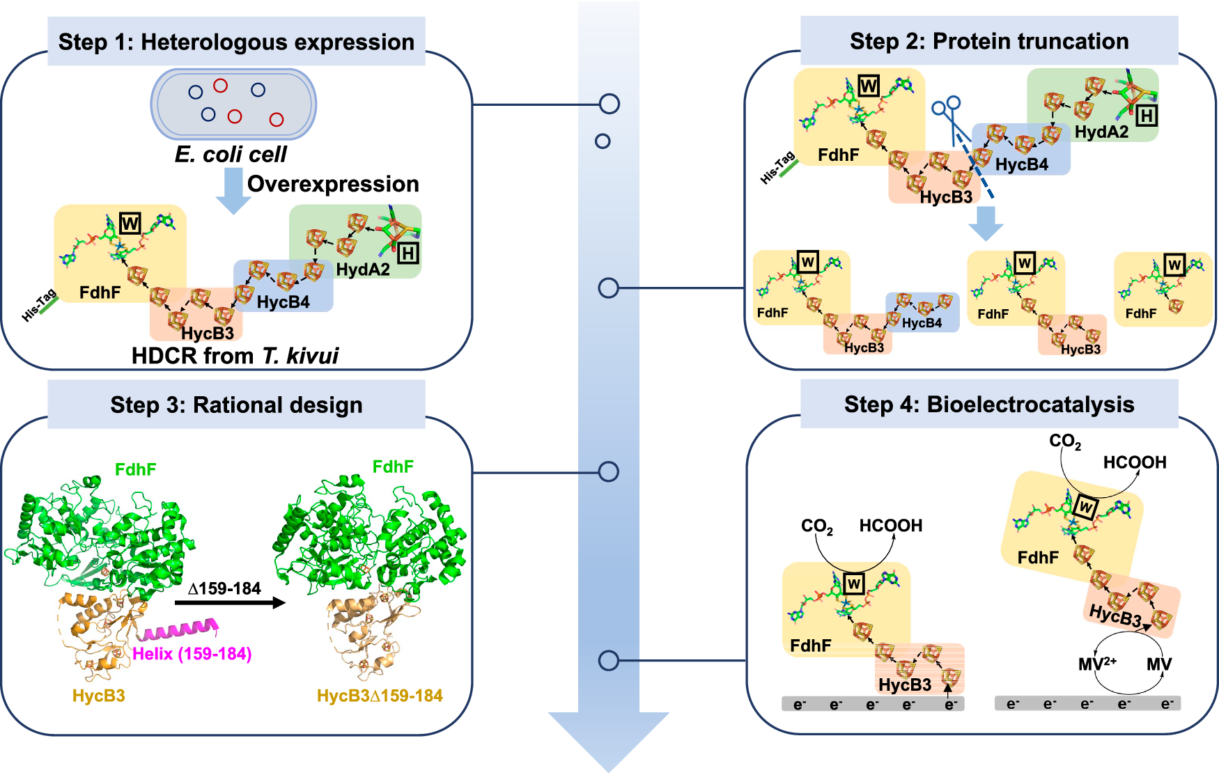 Bioelectrocatalytic carbon dioxide reduction by an engineered formate  dehydrogenase from Thermoanaerobacter kivui | Nature Communications