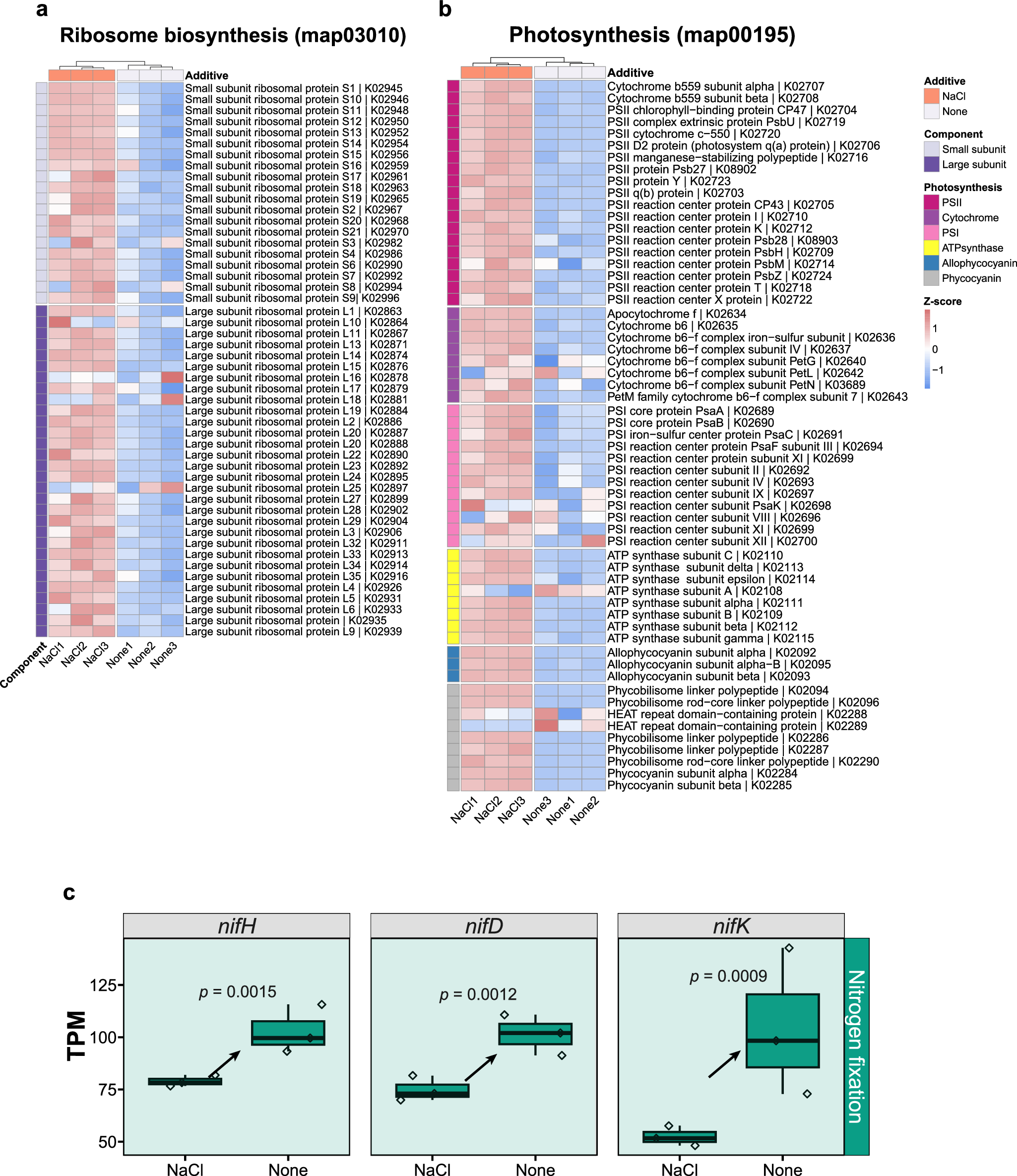 Fig. 2: Enrichment analysis of ribosome biosynthesis and photosynthesis genes and gene expression trend of nitrogenase.