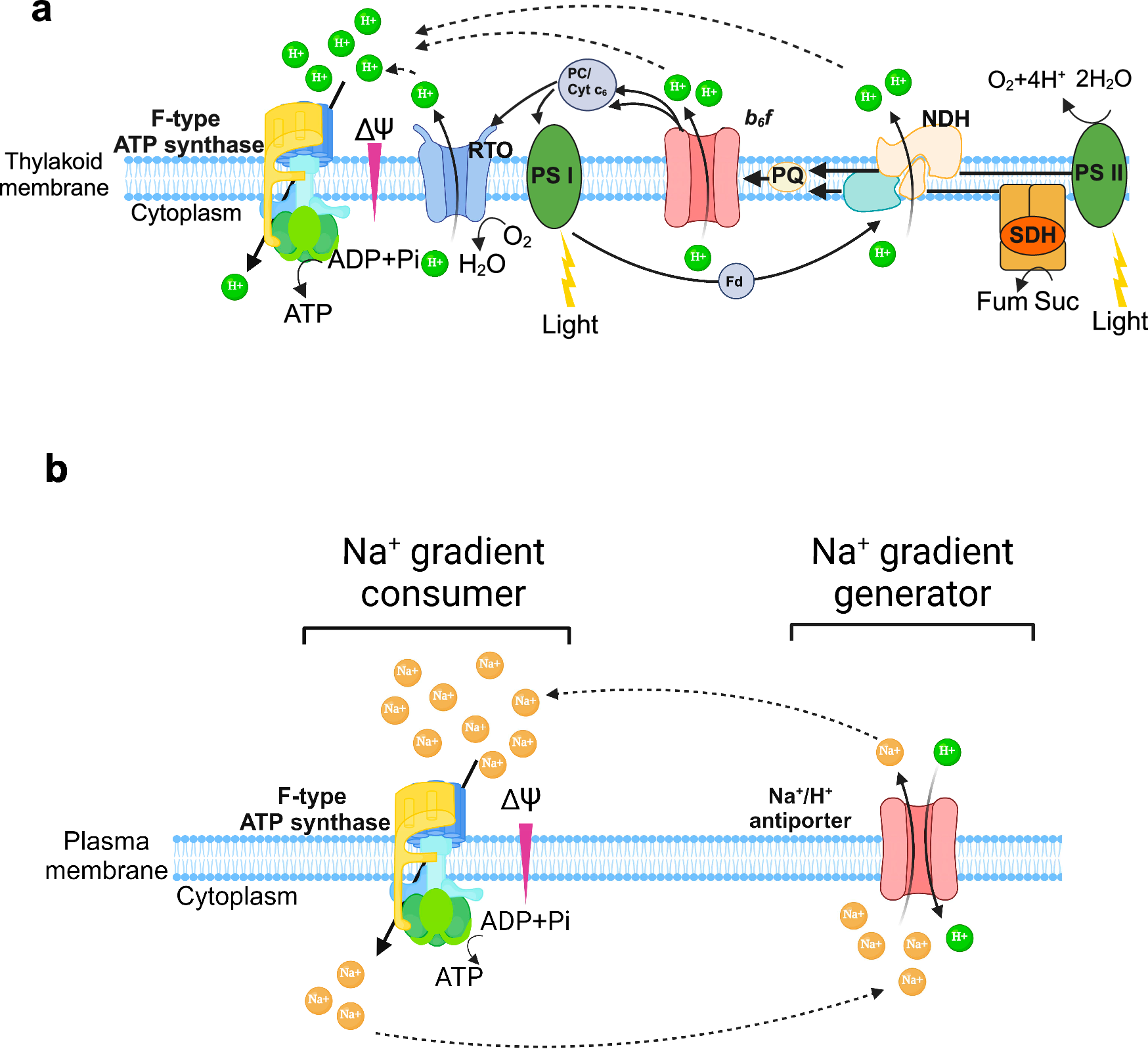 Fig. 7: Schematic illustration of proposed H+ and Na+ energetics in Cyanothece sp.