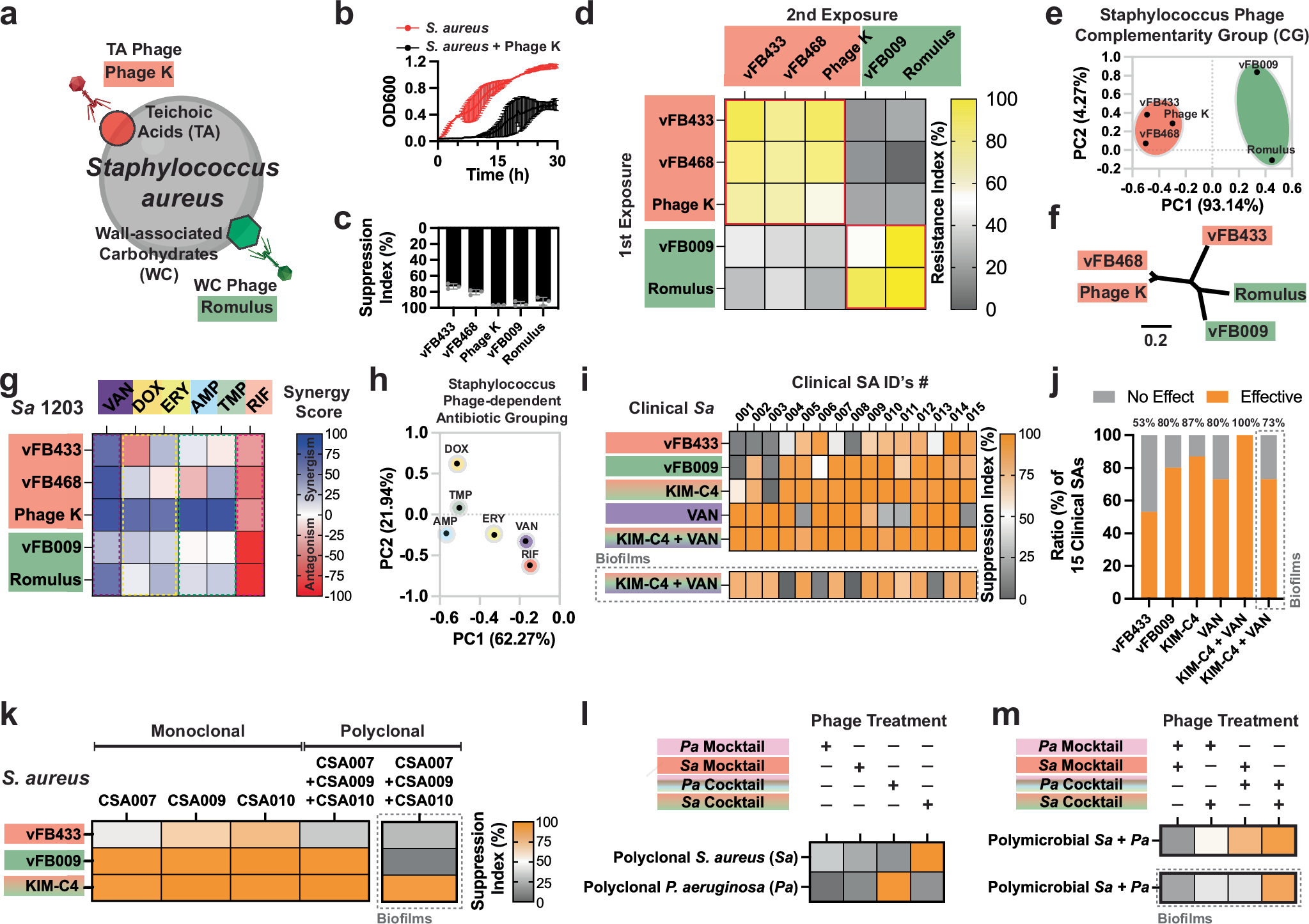 Fig. 6: Cocktails containing phages from multiple CGs reliably kill multi-drug-resistant clinical isolates of S. aureus and also are effective for polymicrobial infections.
