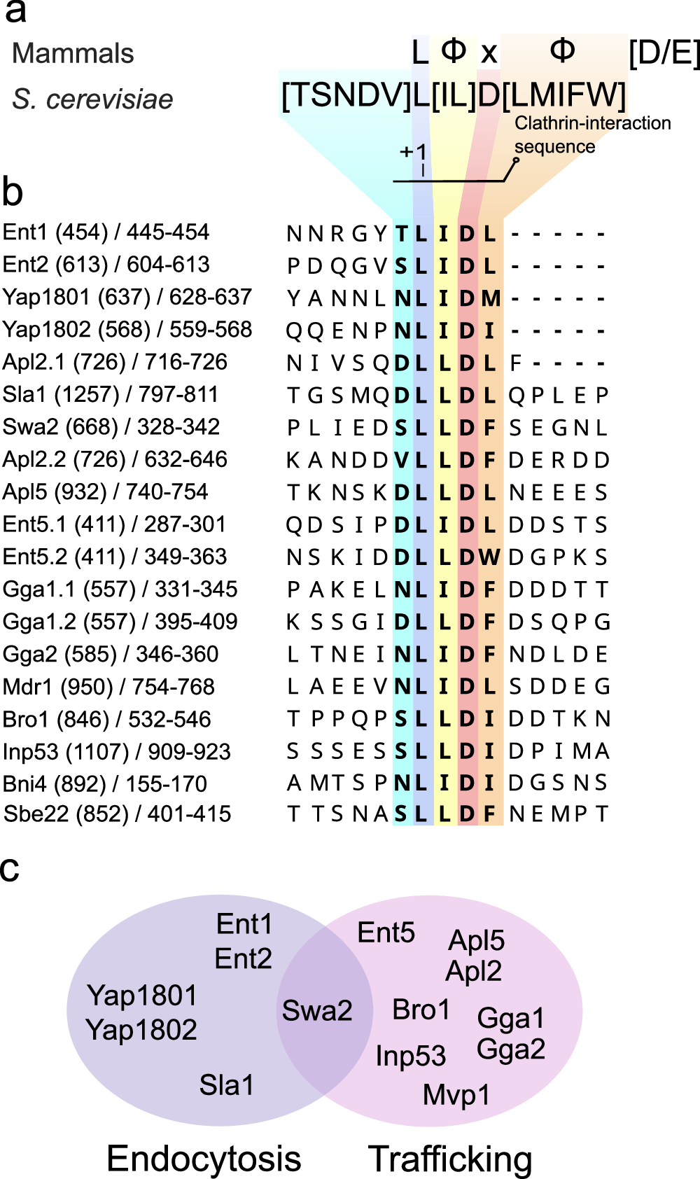 max gxl glutathione accelerator Subtleties in Clathrin heavy chain binding boxes provide selectivity among  adaptor proteins of budding yeast