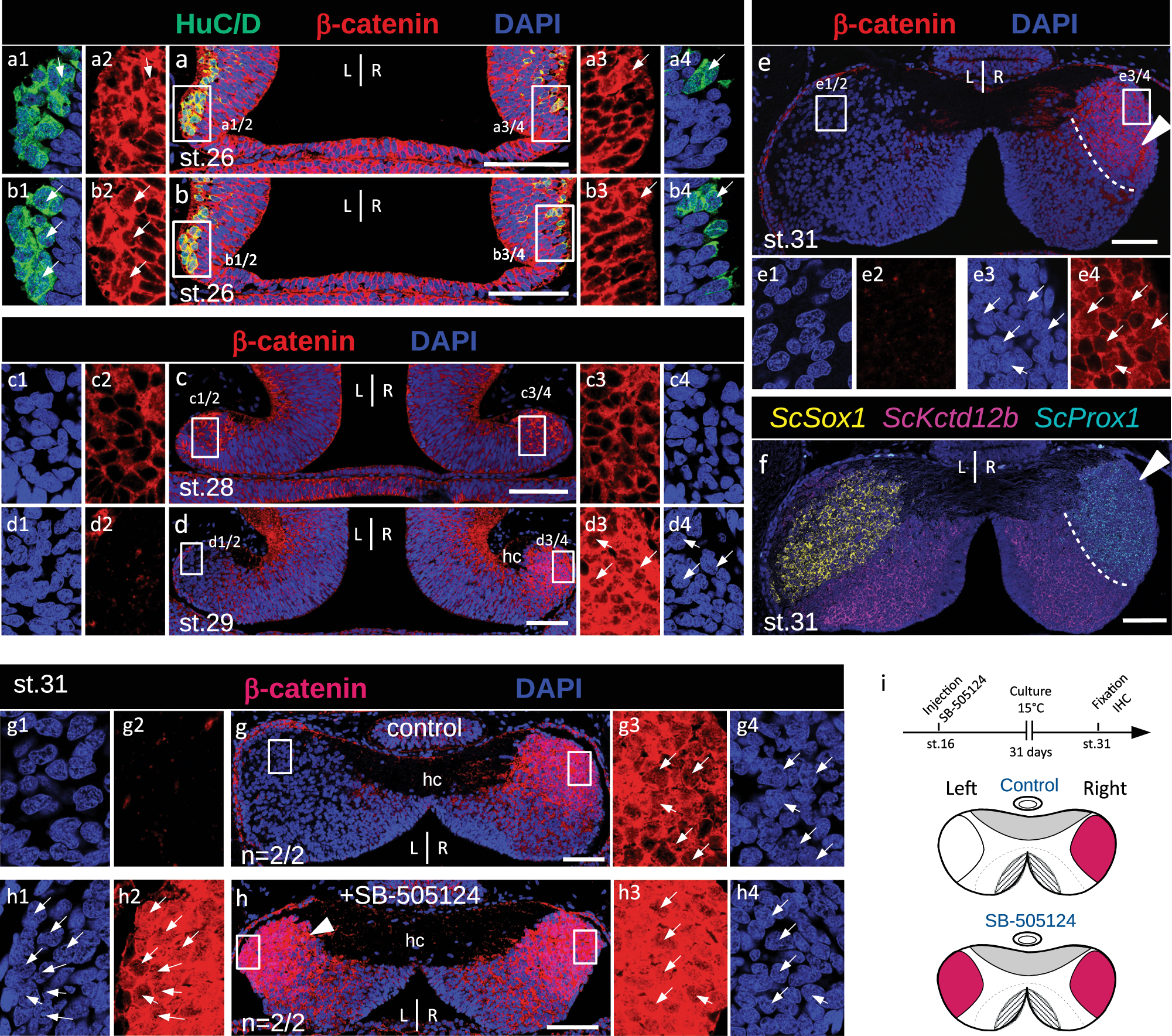 Fig. 3: The nuclear β-catenin profile in developing catshark habenulae reveals dynamic, Nodal-dependent asymmetries.
