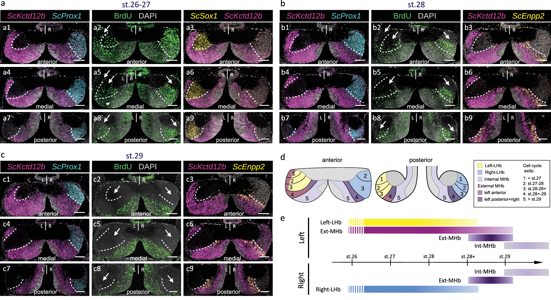 Fig. 6: Spatial and temporal regulation of progenitor cell cycle exits in developing catshark habenulae.