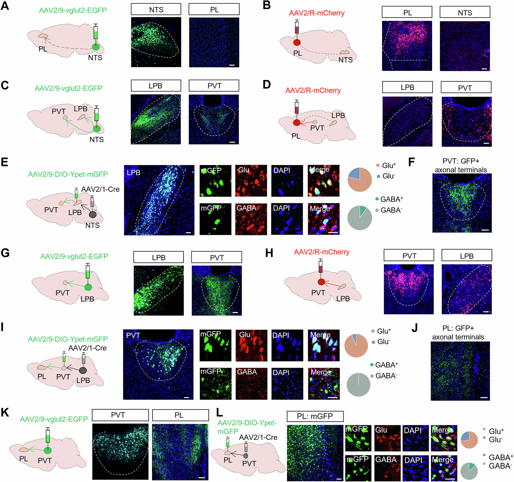 Fig. 2: Identification of a glutamatergic tetra-synaptic connectivity pathway.