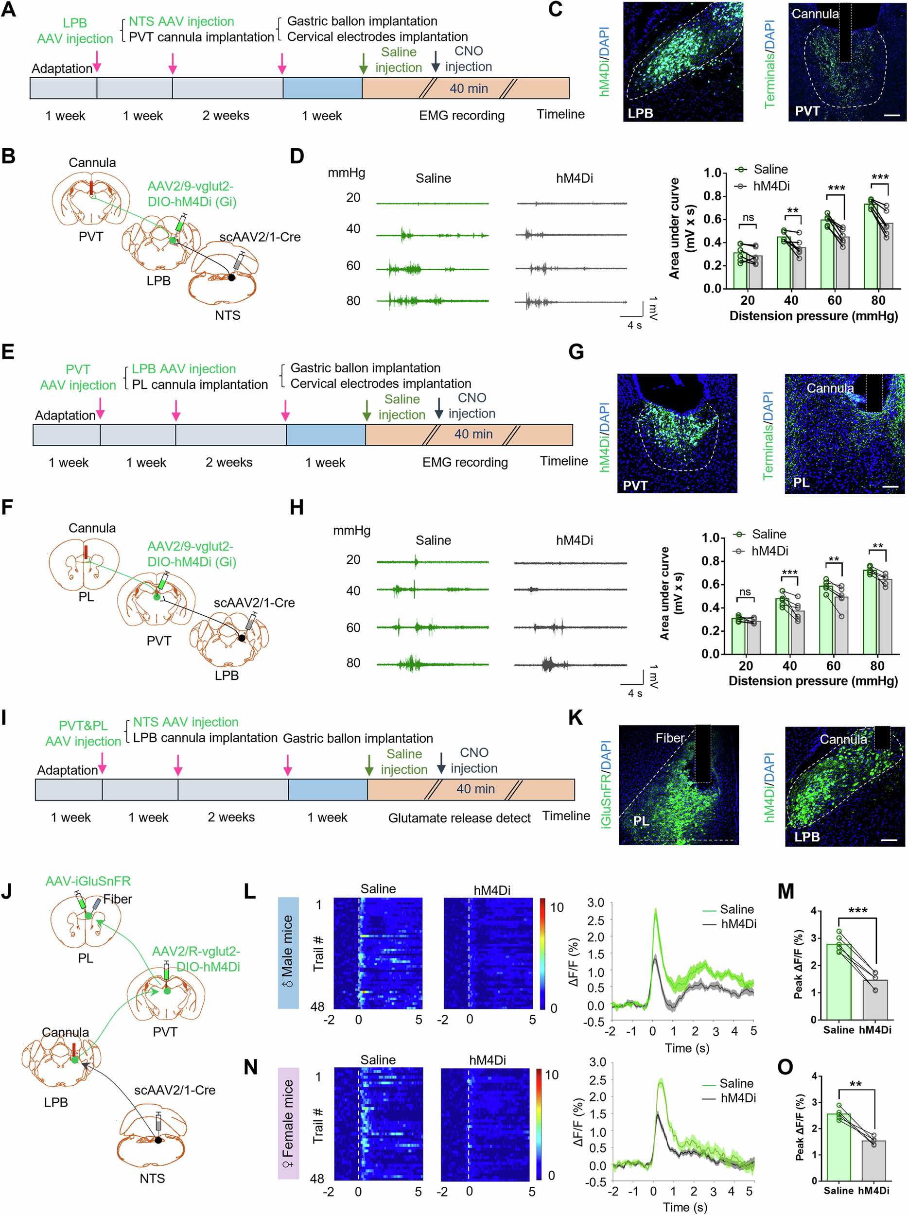 Fig. 7: The NTS-LPB-PVT and LPB-PVT-PL pathways are important for the regulation of gastric pain.