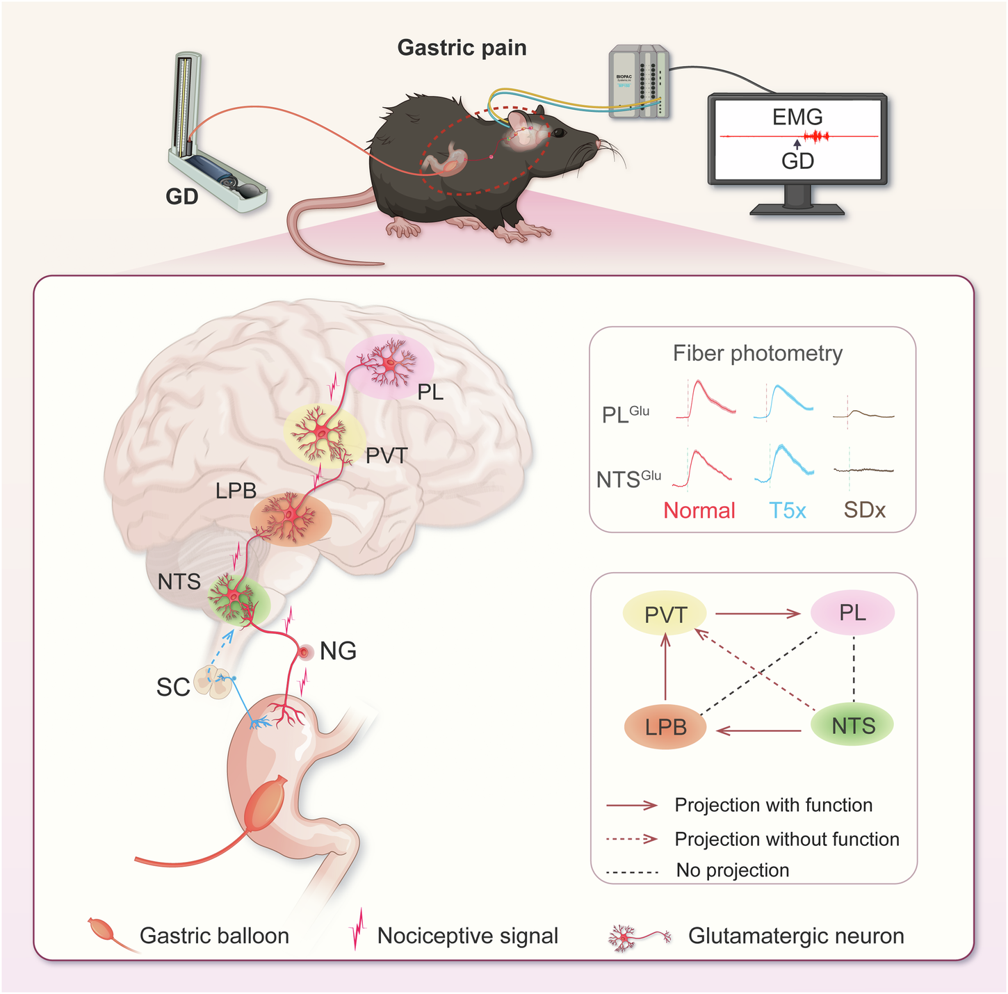 Fig. 8: A working model showing the vagus nerve dominant ascending pathway for gastric pain processing.