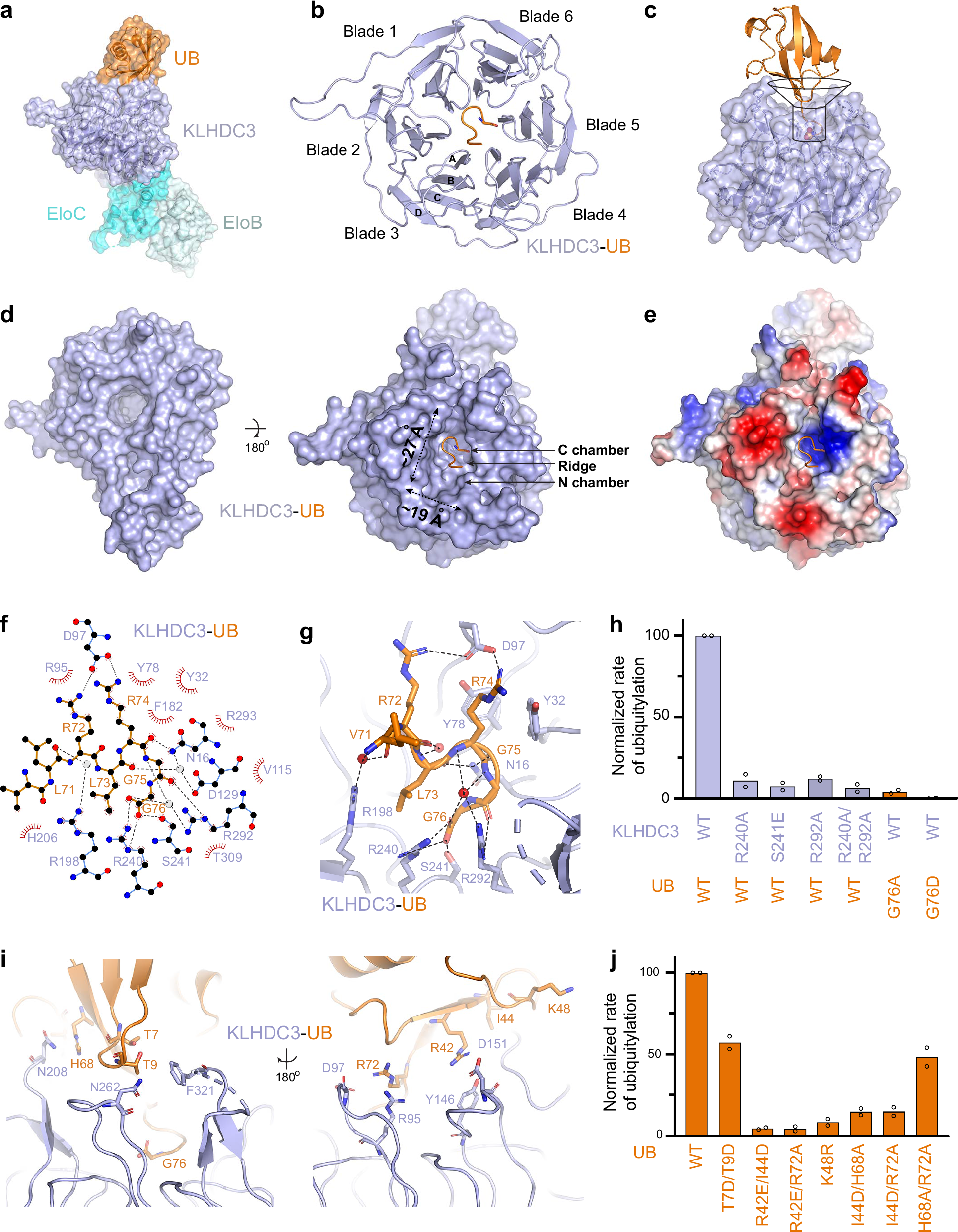 Fig. 2: Structure of KLHDC3-EloB/C bound to a C-terminal Gly degron.