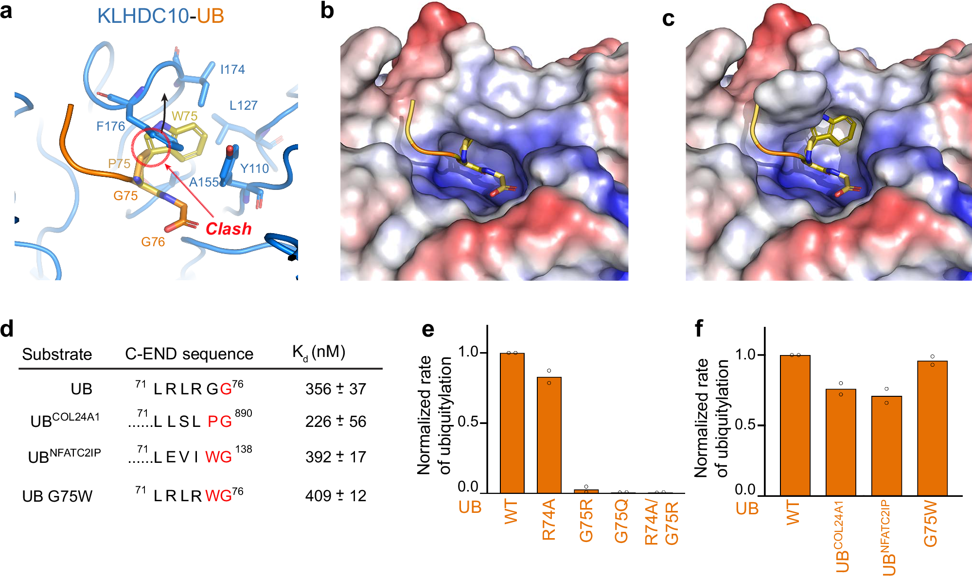 Fig. 5: Structural basis for penultimate residue tolerance amongst KLHDC10 degrons.