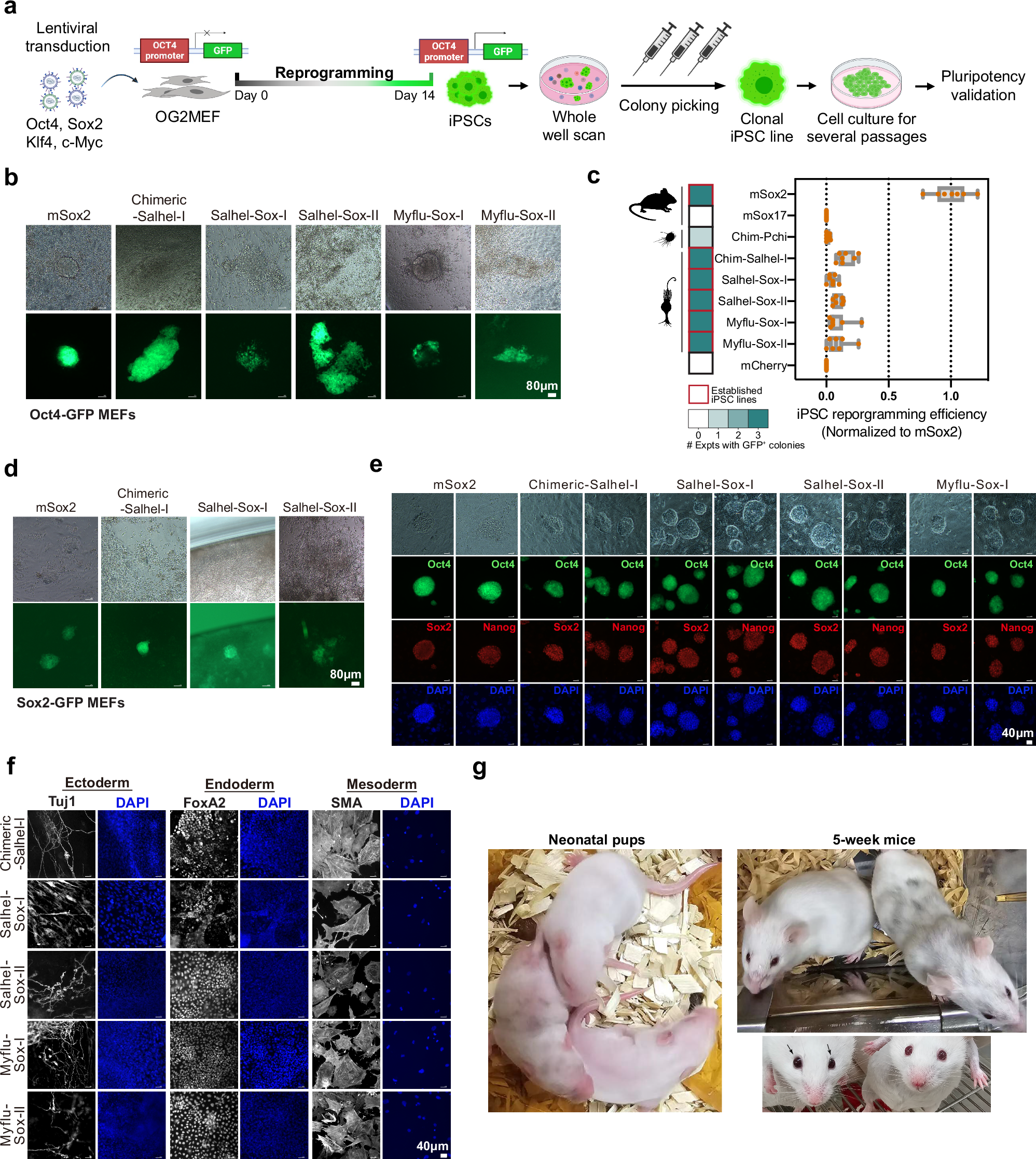 Fig. 2: Choanoflagellate Sox can induce pluripotency in mammalian cells.