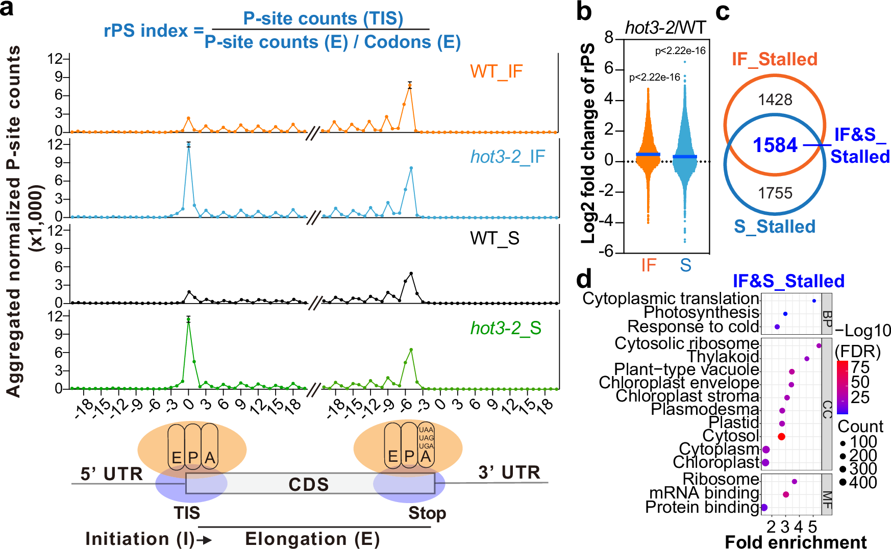 Fig. 1: Ribosome profiling revealed defects in the transition from translation initiation to elongation in hot3-2.