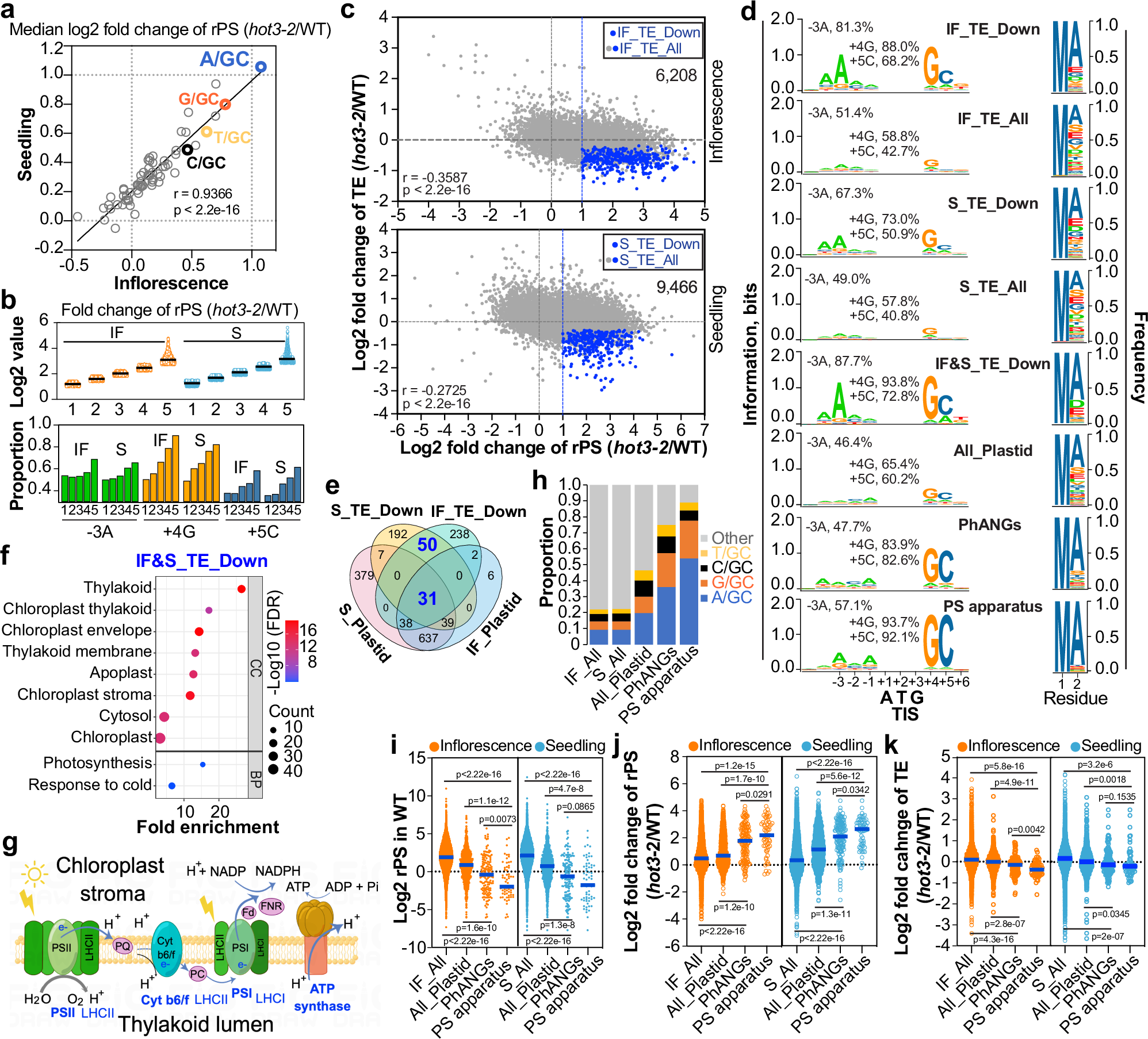 Fig. 3: Defective I-E transition in hot3-2 lowers the translational efficiency of transcripts with the A/GC-type Kozak motif.