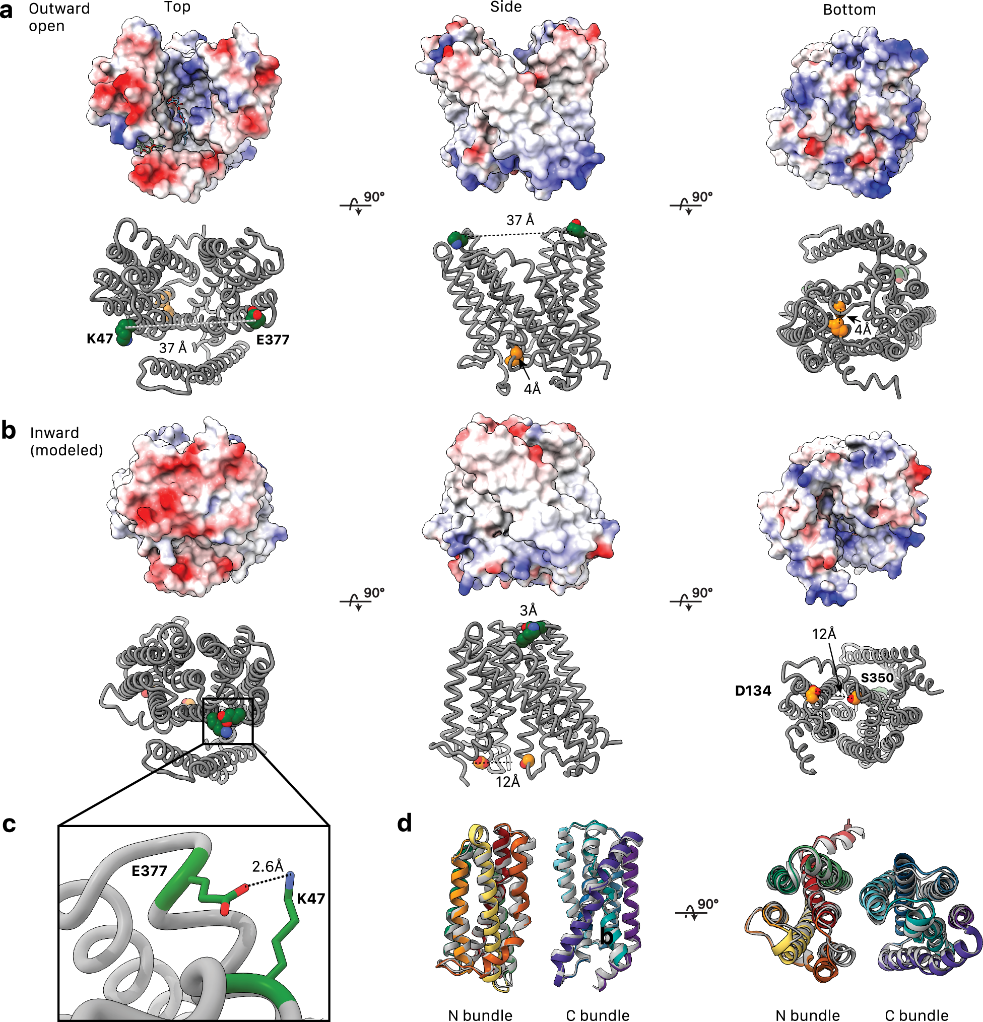 Fig. 5: Modeling of the inward-open state of AmpG.