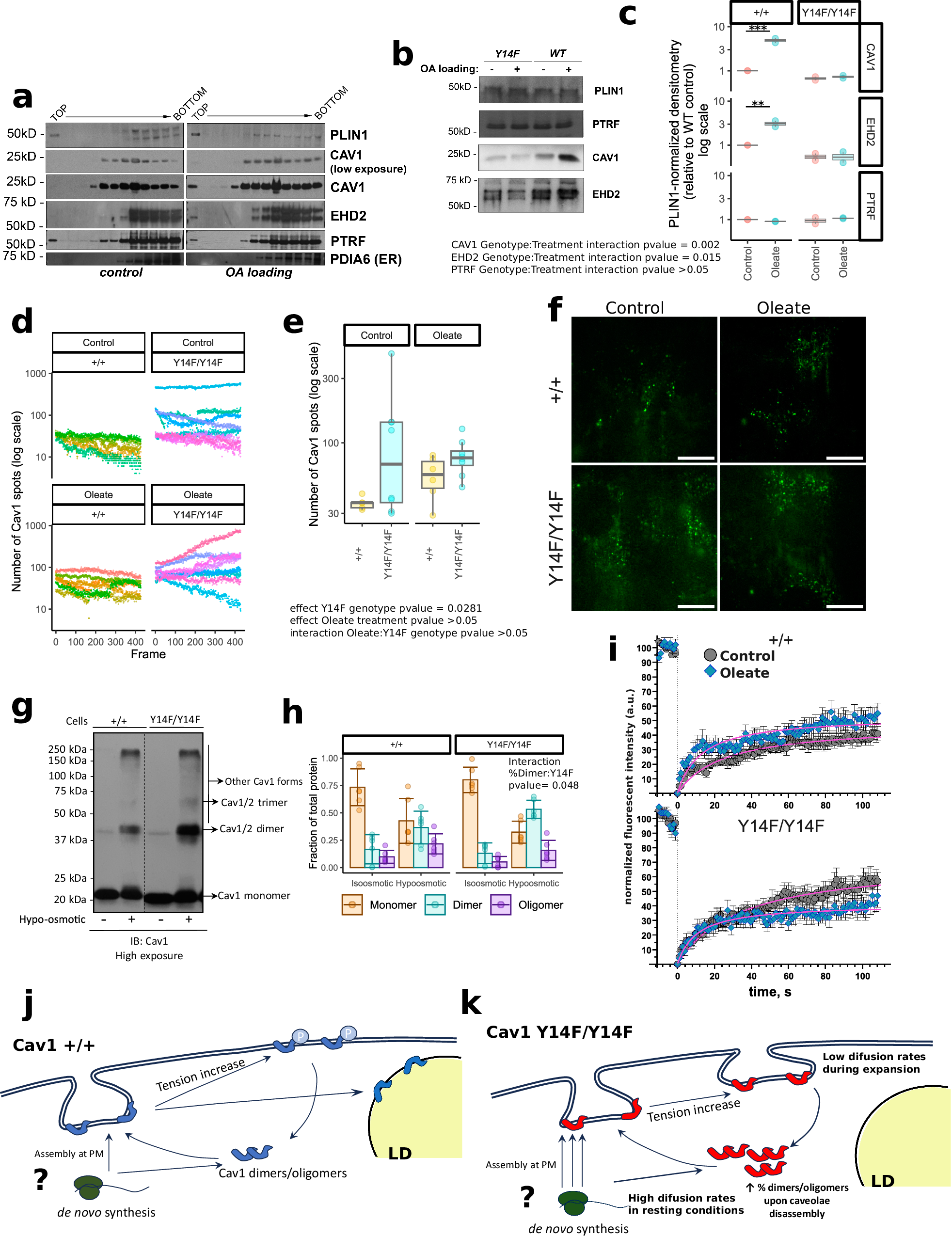 Fig. 7: Cav1 Y14 phosphoacceptor regulates tension-induced Cav1 molecular dynamics.