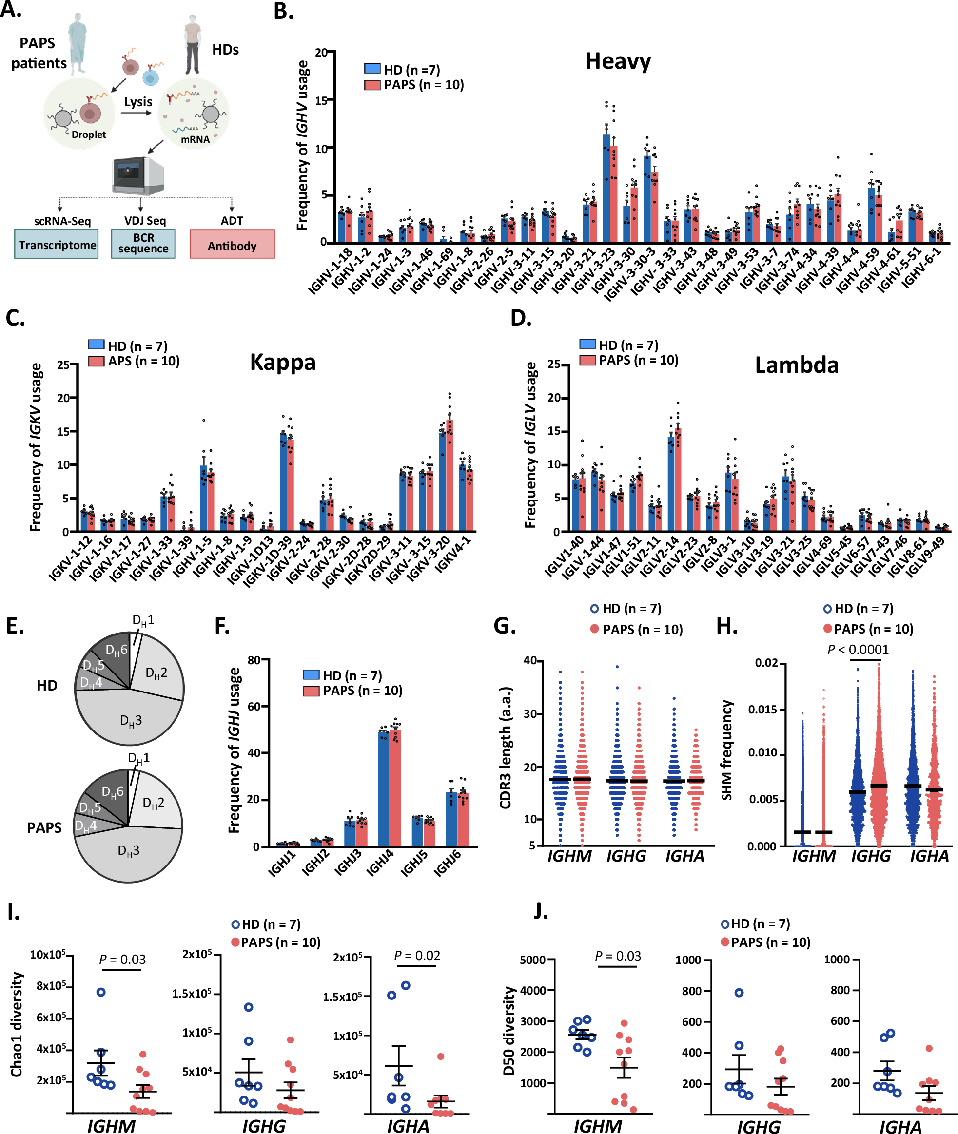 Fig. 2: Reduced diversity in BCR repertoire of PAPS patients.
